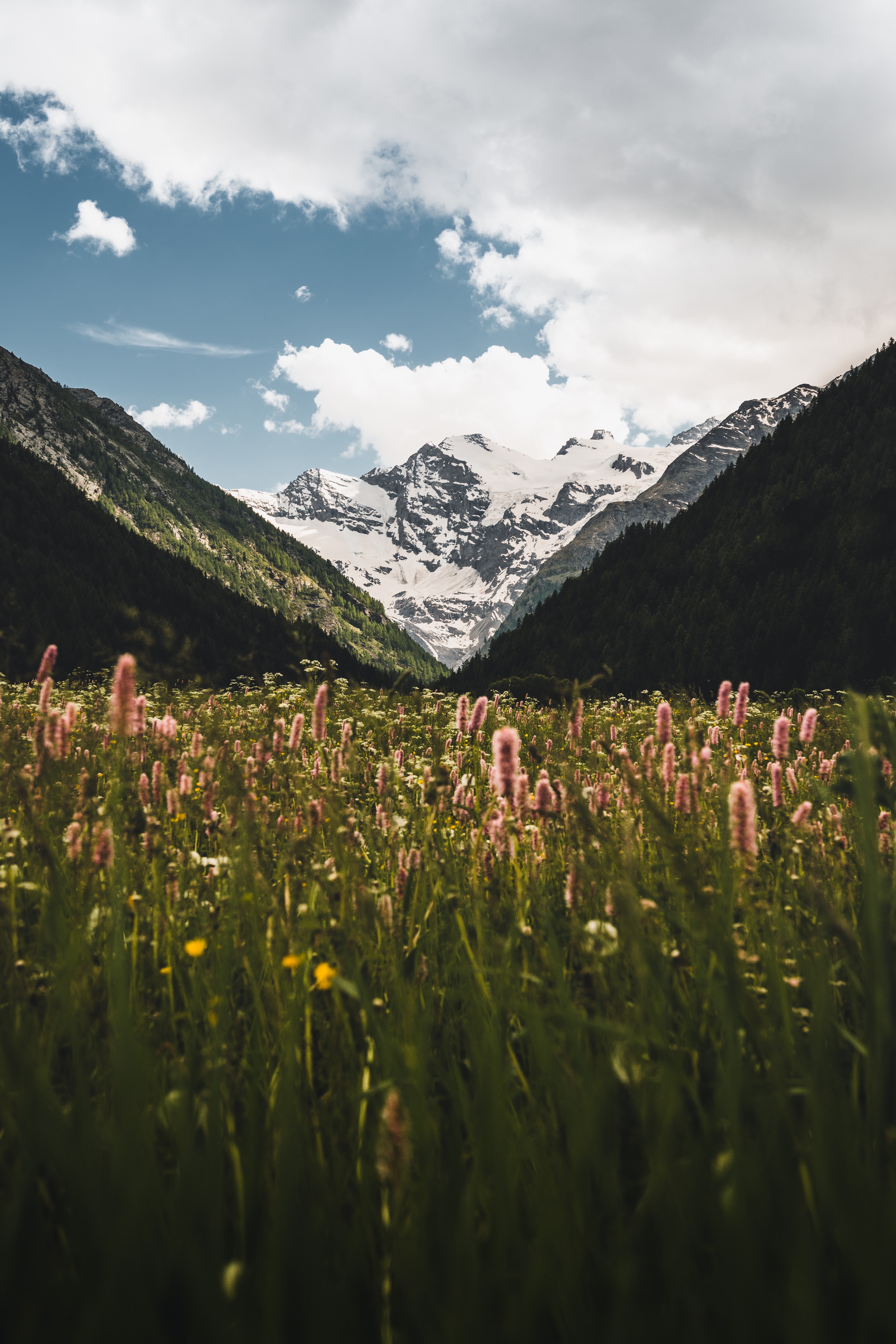 nature, flowers, mountains, snow, snowbound, snow covered, slopes