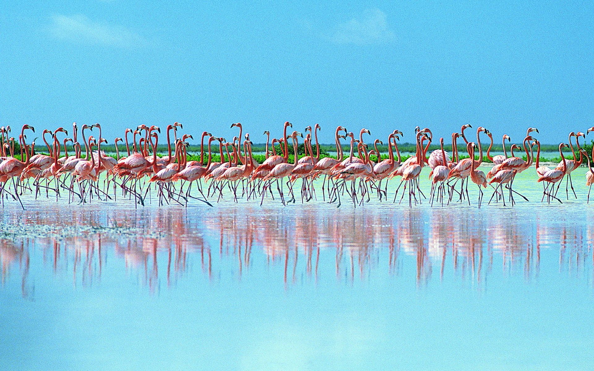 142973 Hintergrundbild herunterladen tiere, reflexion, herde, rosa flamingo - Bildschirmschoner und Bilder kostenlos