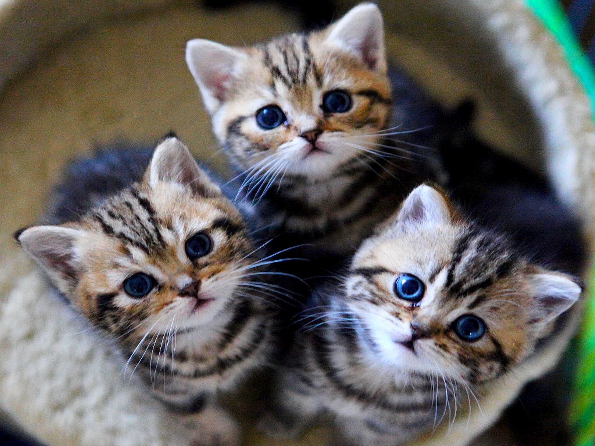 Три красивые кошки