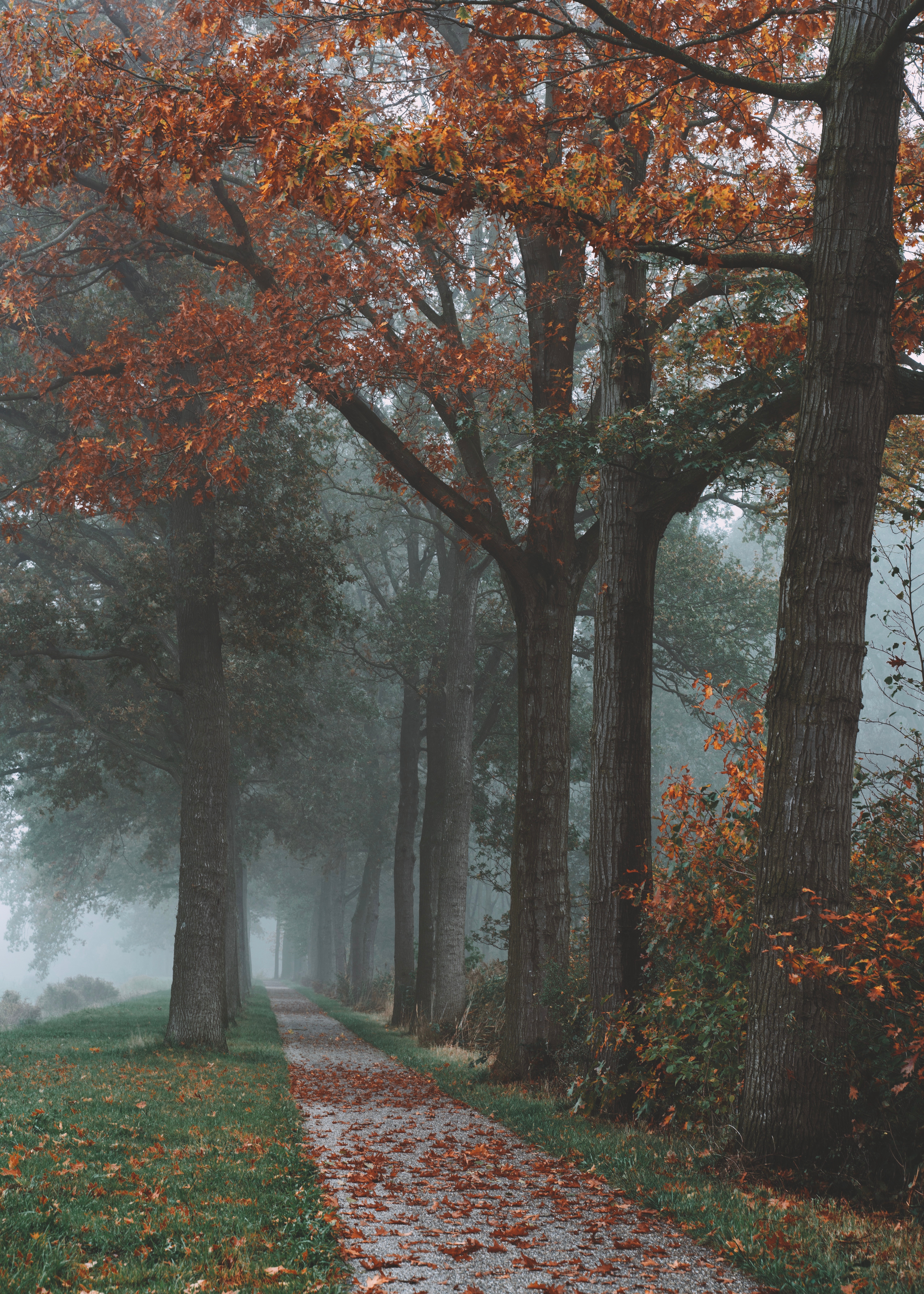 landscape, autumn, fog, trees, nature, park, path Phone Background