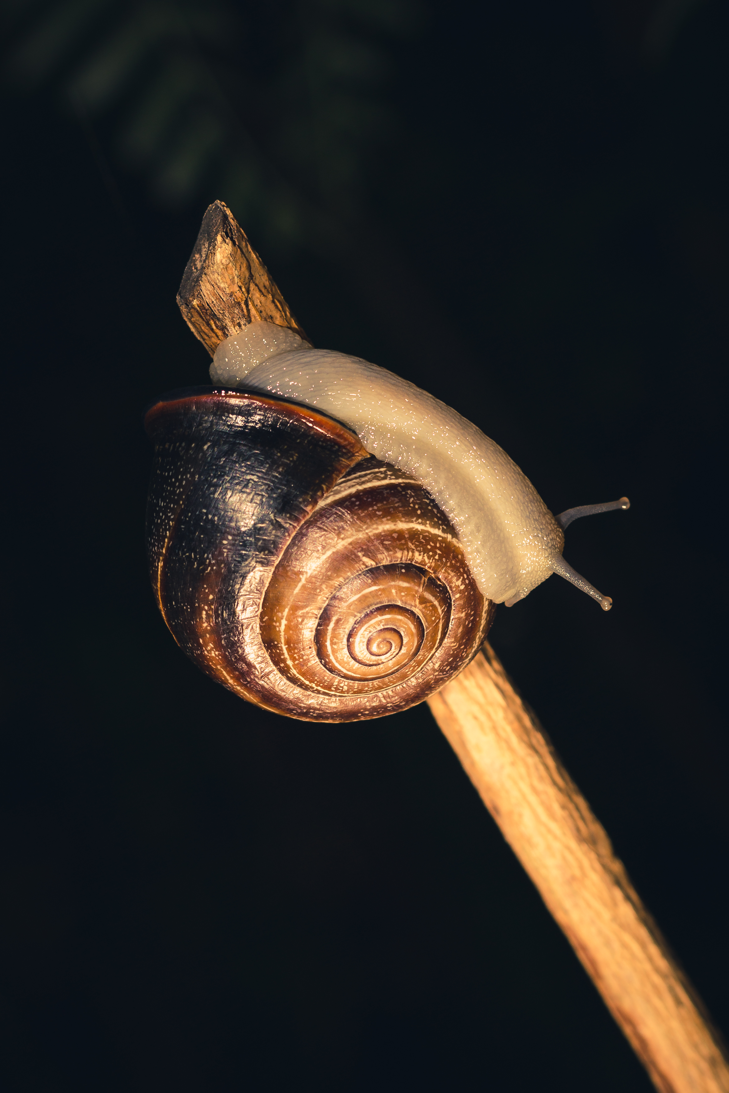 macro, snail, carapace, shell, clam, mollusc phone background