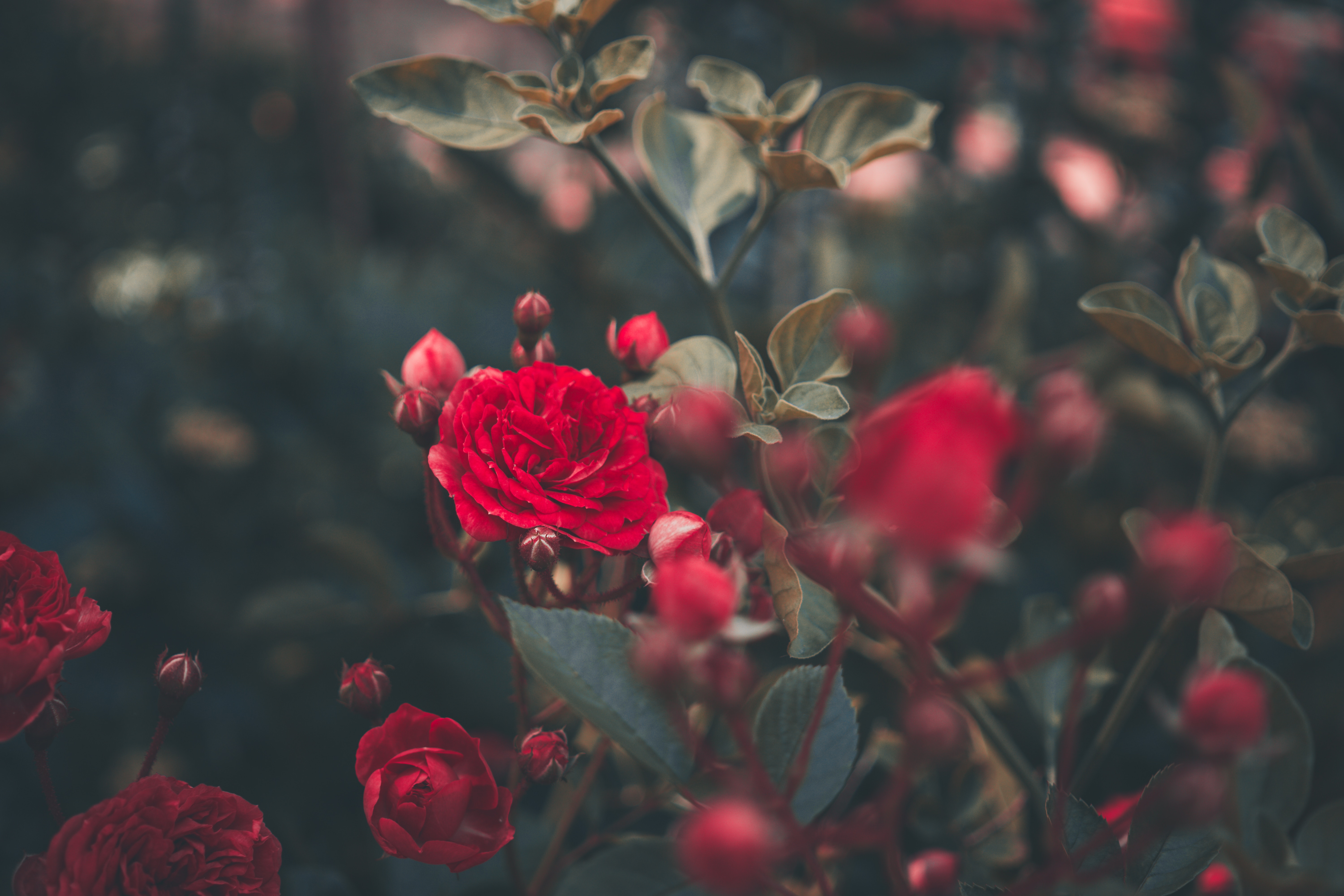 PCデスクトップにブッシュ, つぼみ, 蕾, 赤い, 庭, 薔薇, 庭園, バラの花, フラワーズ画像を無料でダウンロード