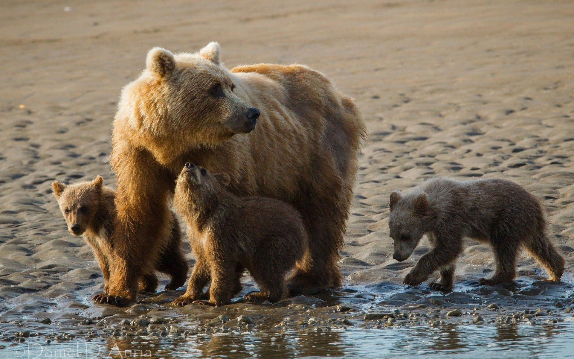 免费下载动物, 沙, 熊, 幼崽, 一个家族, 家庭手机壁纸。