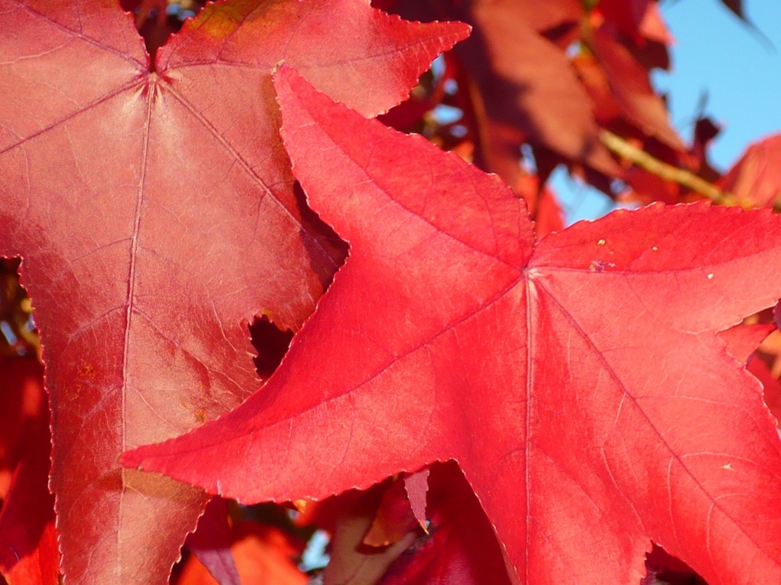 Handy-Wallpaper Blätter, Pflanzen, Herbst kostenlos herunterladen.