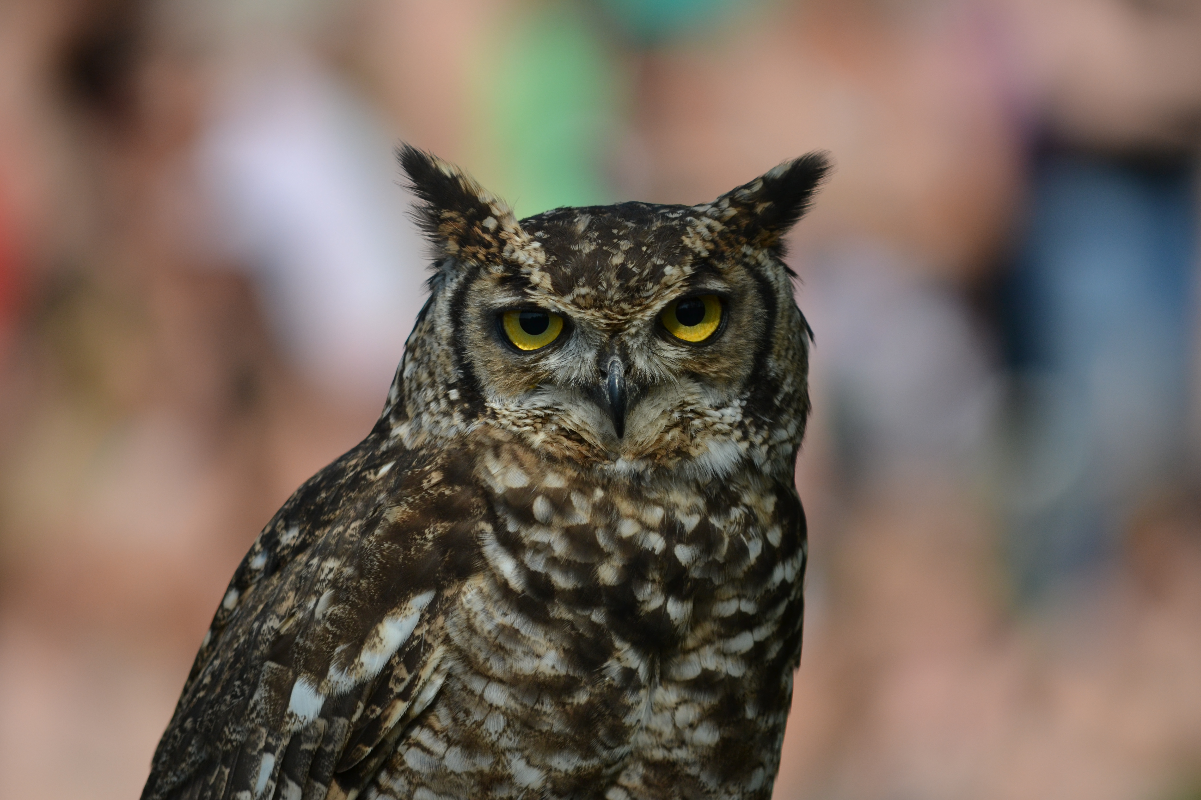 Download mobile wallpaper Animals, Predator, Eagle Owl, Bird, Owl for free.