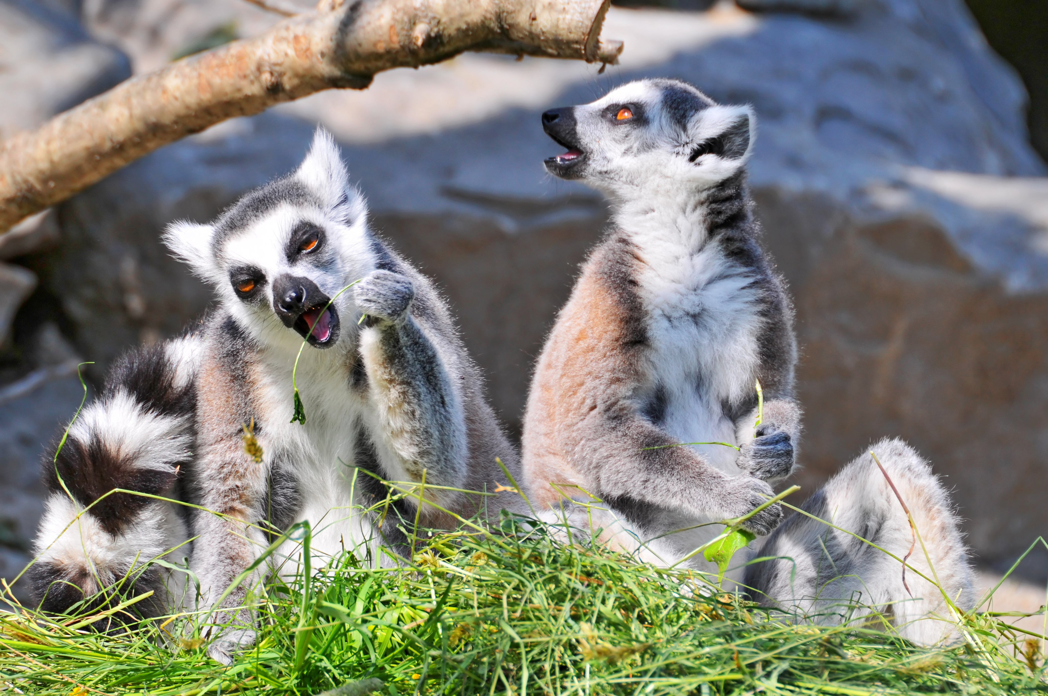 279719 Bild herunterladen tiere, lemur, affen - Hintergrundbilder und Bildschirmschoner kostenlos