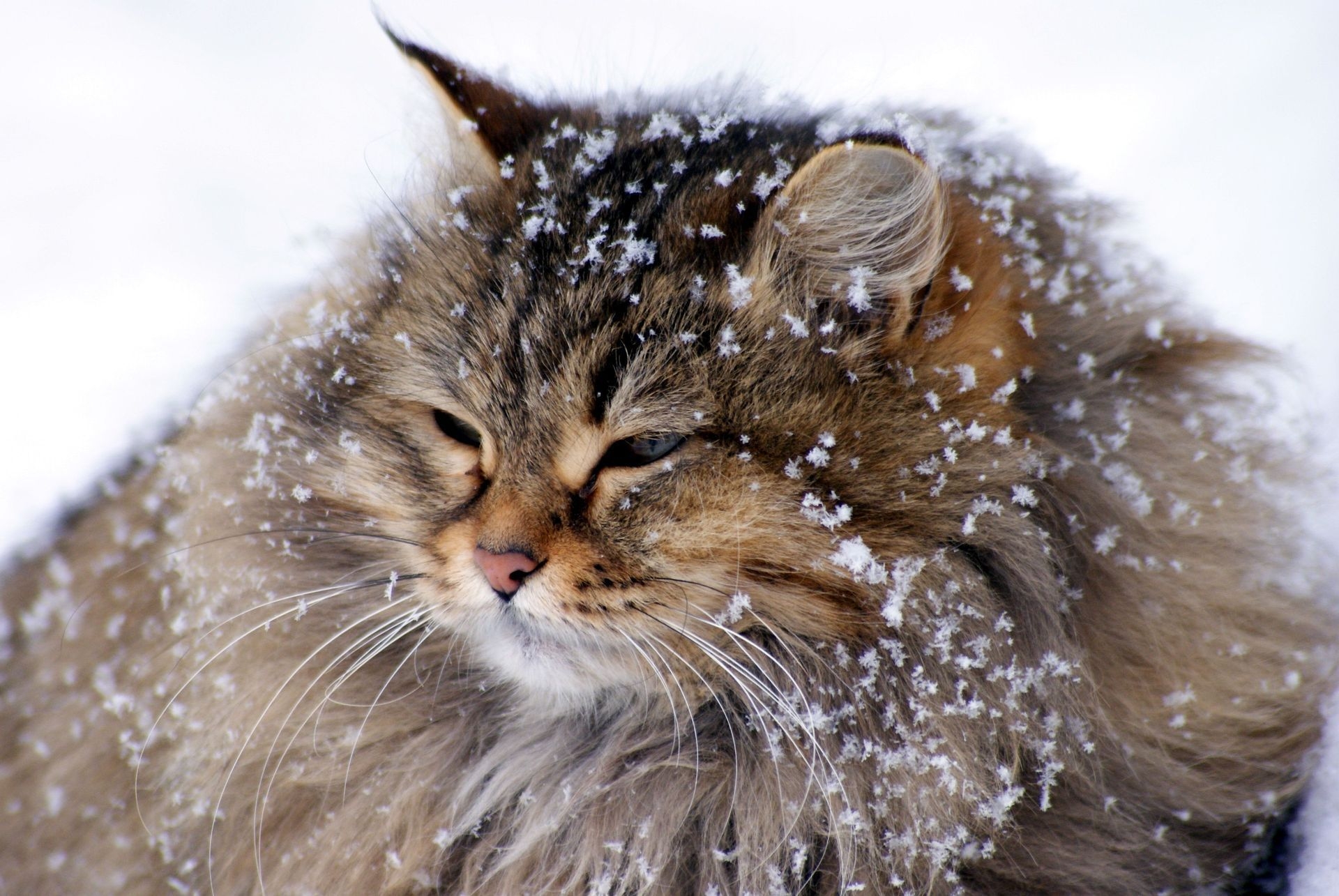 animals, snow, cat, fluffy, fat, thick cell phone wallpapers