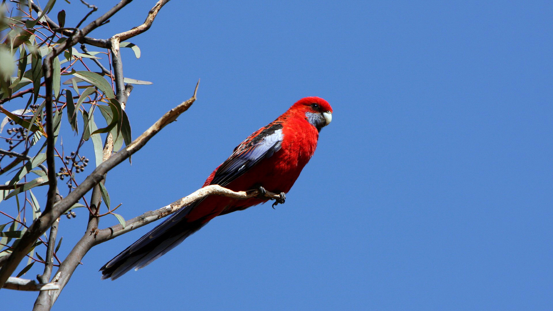  Rosella HD Android Wallpapers