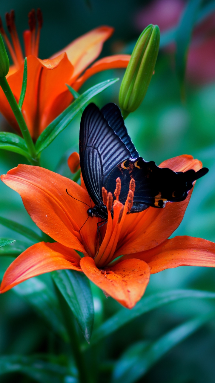 1386756 télécharger le fond d'écran animaux, papillon, insecte, fleur, fleur d'oranger, macro, lis, lys - économiseurs d'écran et images gratuitement