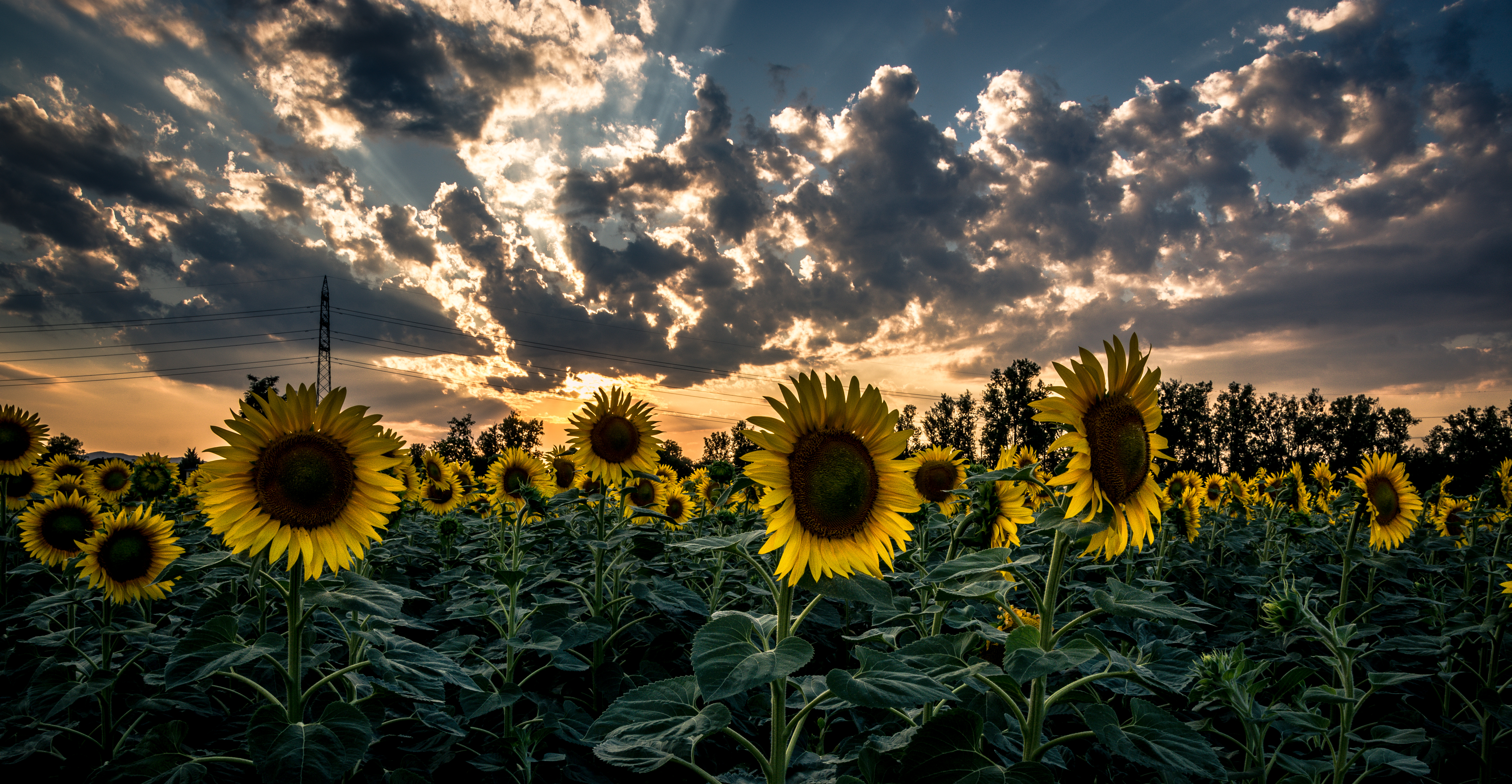 Download mobile wallpaper Sunset, Field, Flowers, Flower, Sunflower for free.