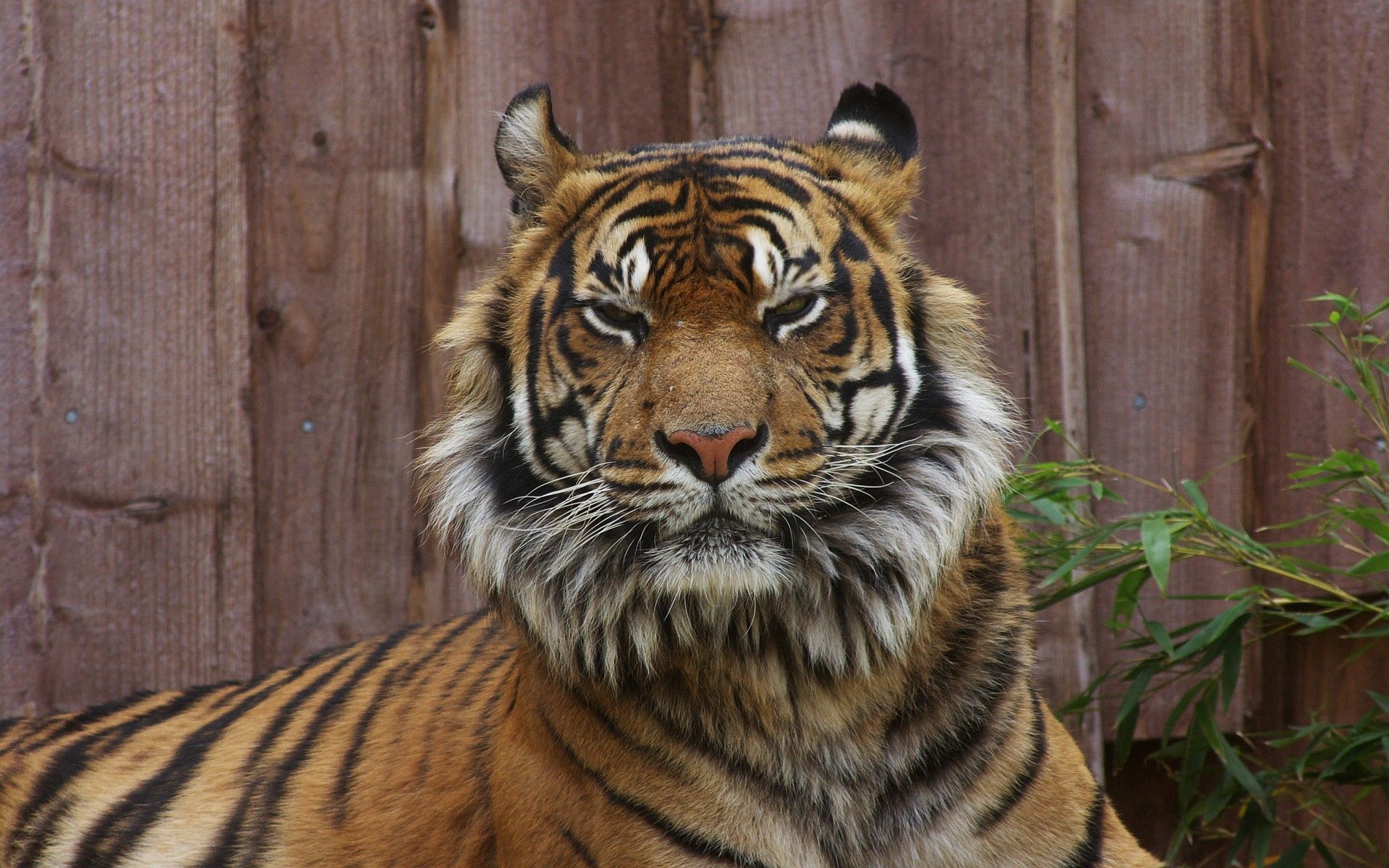 Download mobile wallpaper Muzzle, Discontented, Dissatisfied, Big Cat, Tiger, Animals for free.