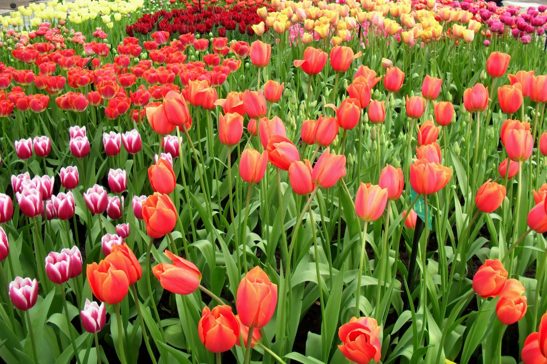 Download mobile wallpaper Flowerbed, Different, Flower Bed, Lot, Flowers, Spring, Tulips for free.