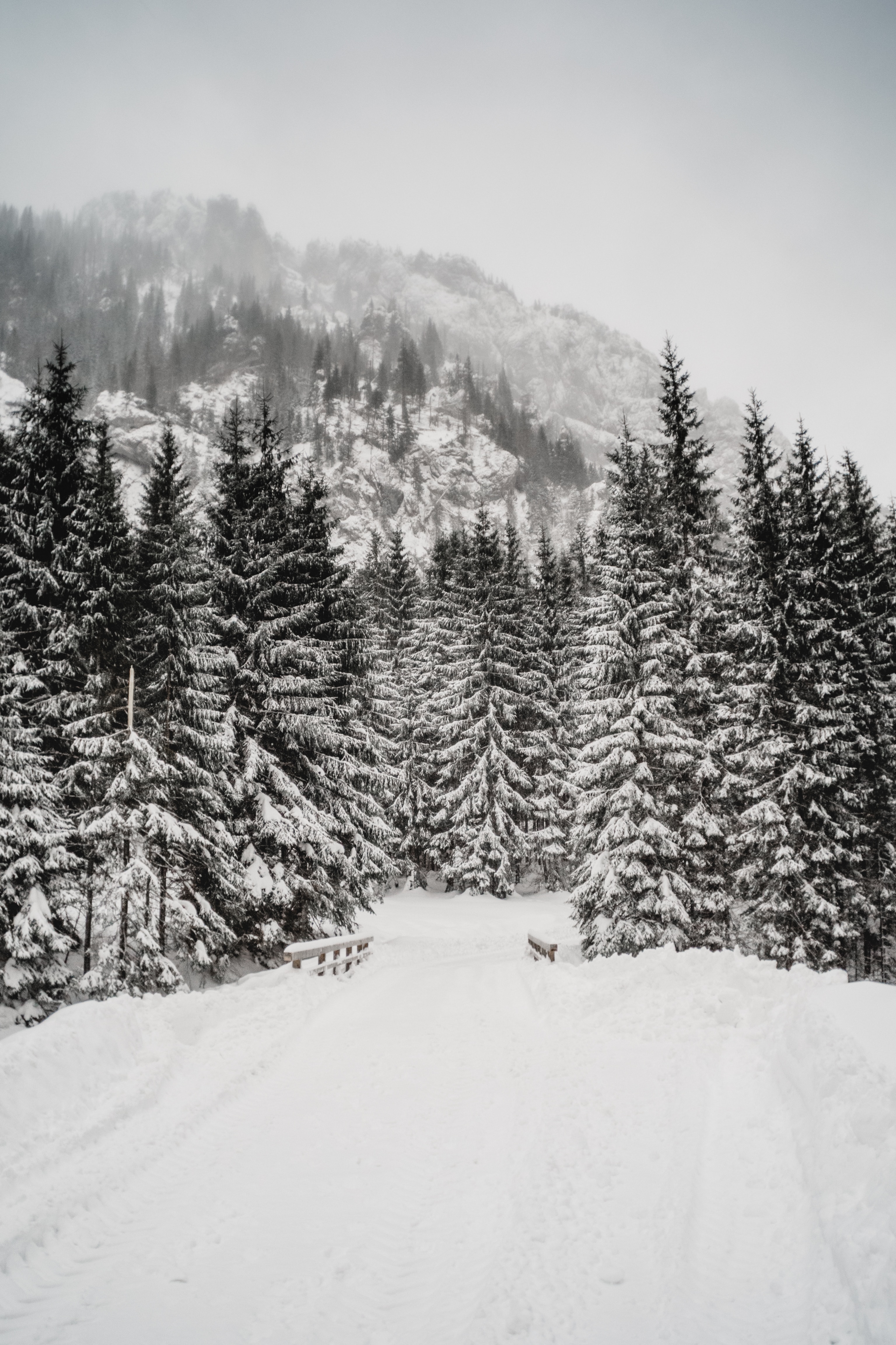 111811 скачать обои зима, природа, деревья, снег, гора, метель - заставки и картинки бесплатно