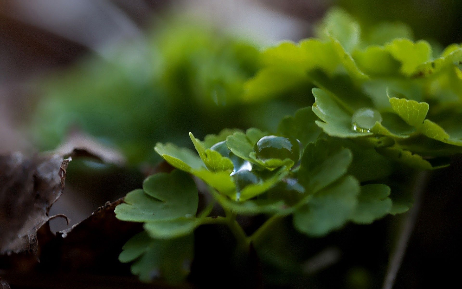 Full HD drops, grass, leaves, macro, dew