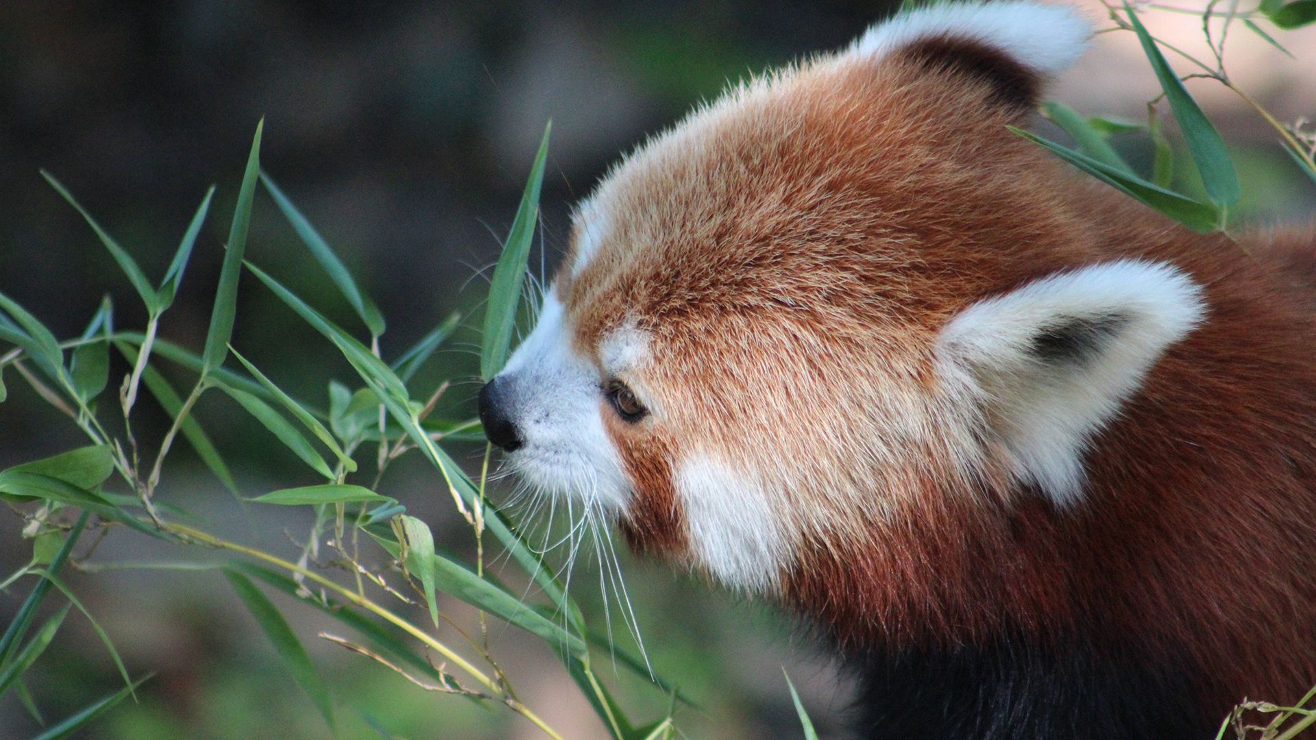 animals, grass, muzzle, panda, red panda, little panda, small panda