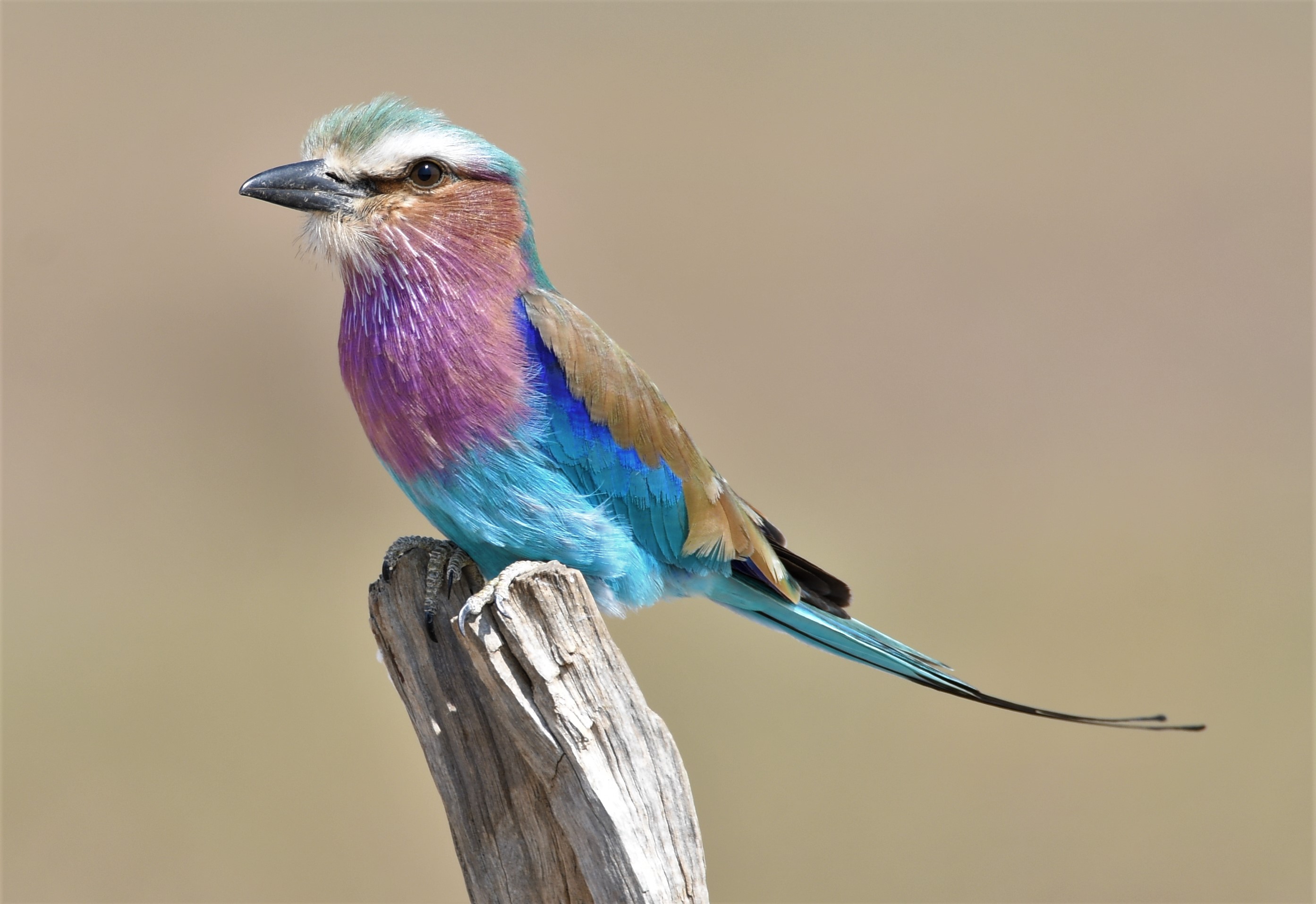 animal, lilac breasted roller, africa, bird, roller, south luangwa, zambia, birds 2160p