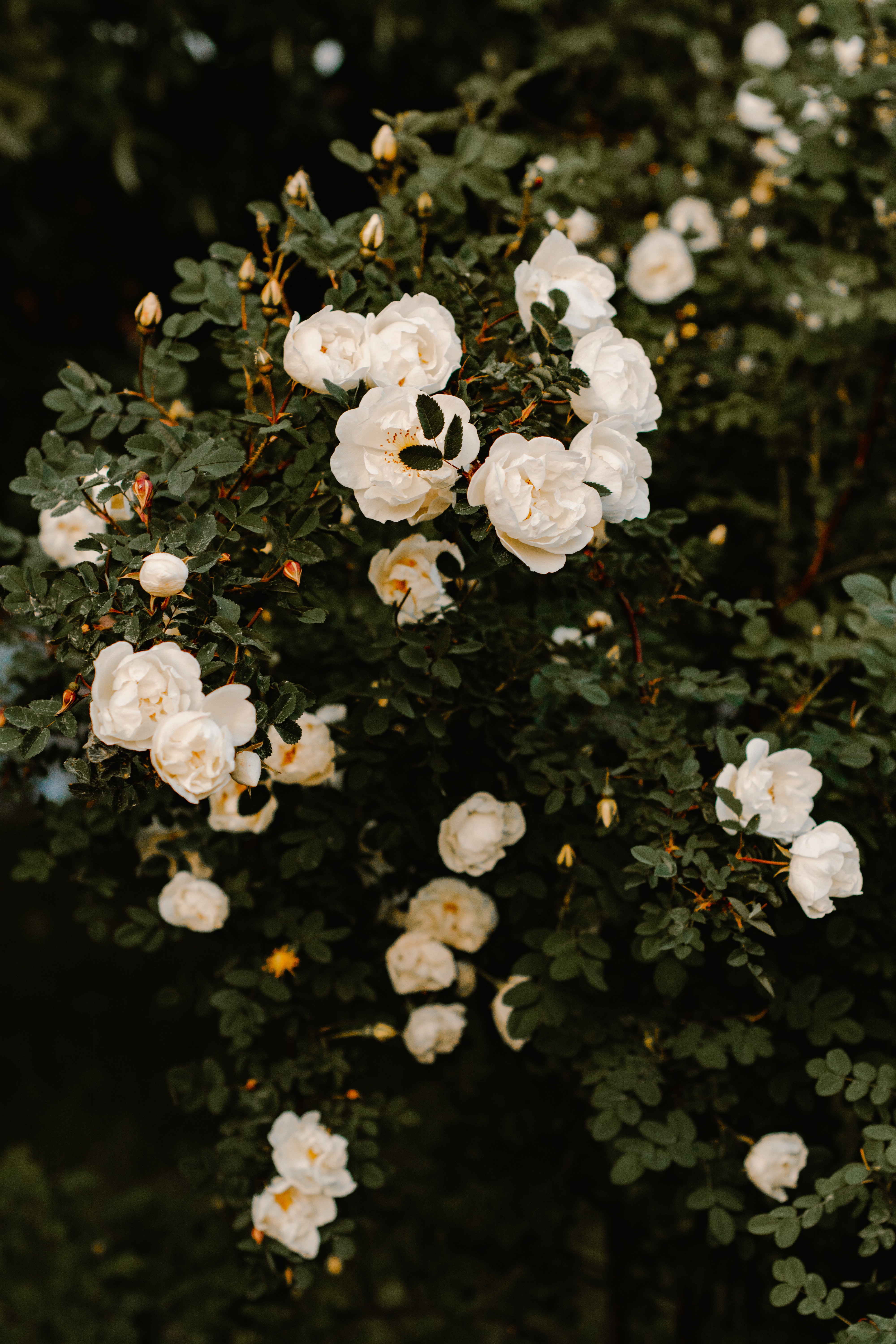 117563 Hintergrundbild herunterladen blumen, roses, bush, weiß, pflanze, busch - Bildschirmschoner und Bilder kostenlos