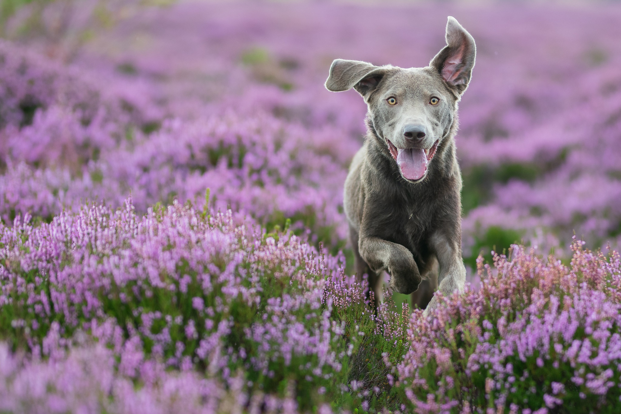 472358 descargar fondo de pantalla animales, perro, brezo, flor rosa, perros: protectores de pantalla e imágenes gratis