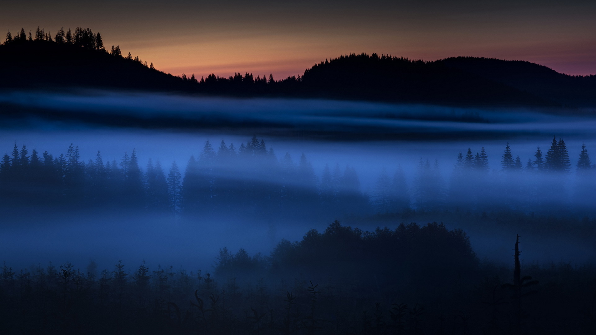 dusk, earth, fog, forest