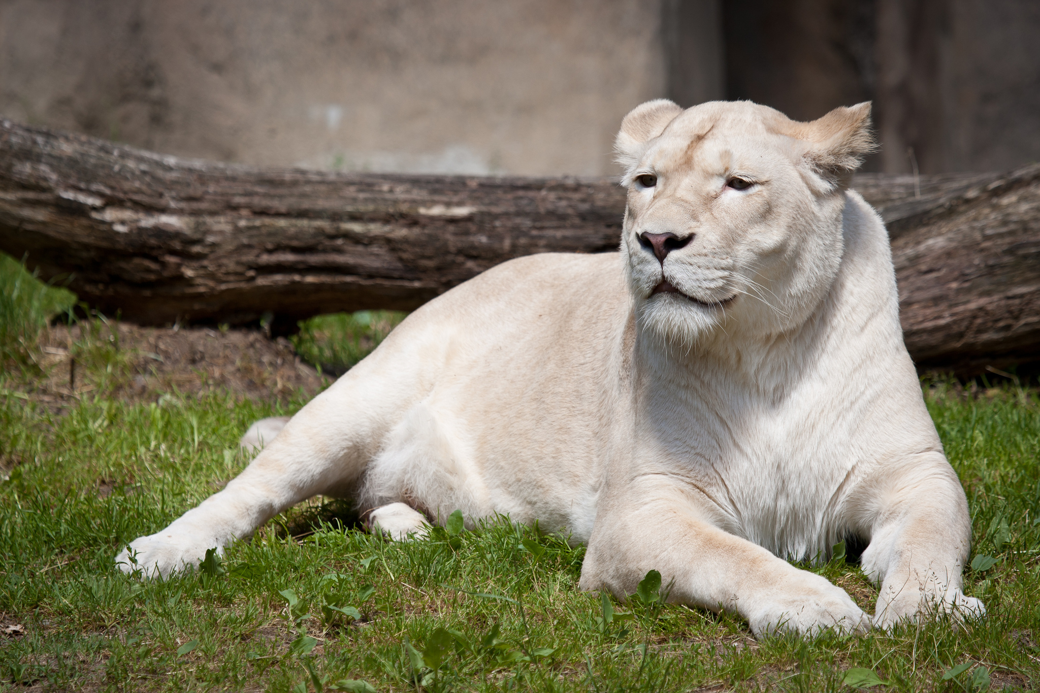 619946 baixar papel de parede animais, leão branco - protetores de tela e imagens gratuitamente