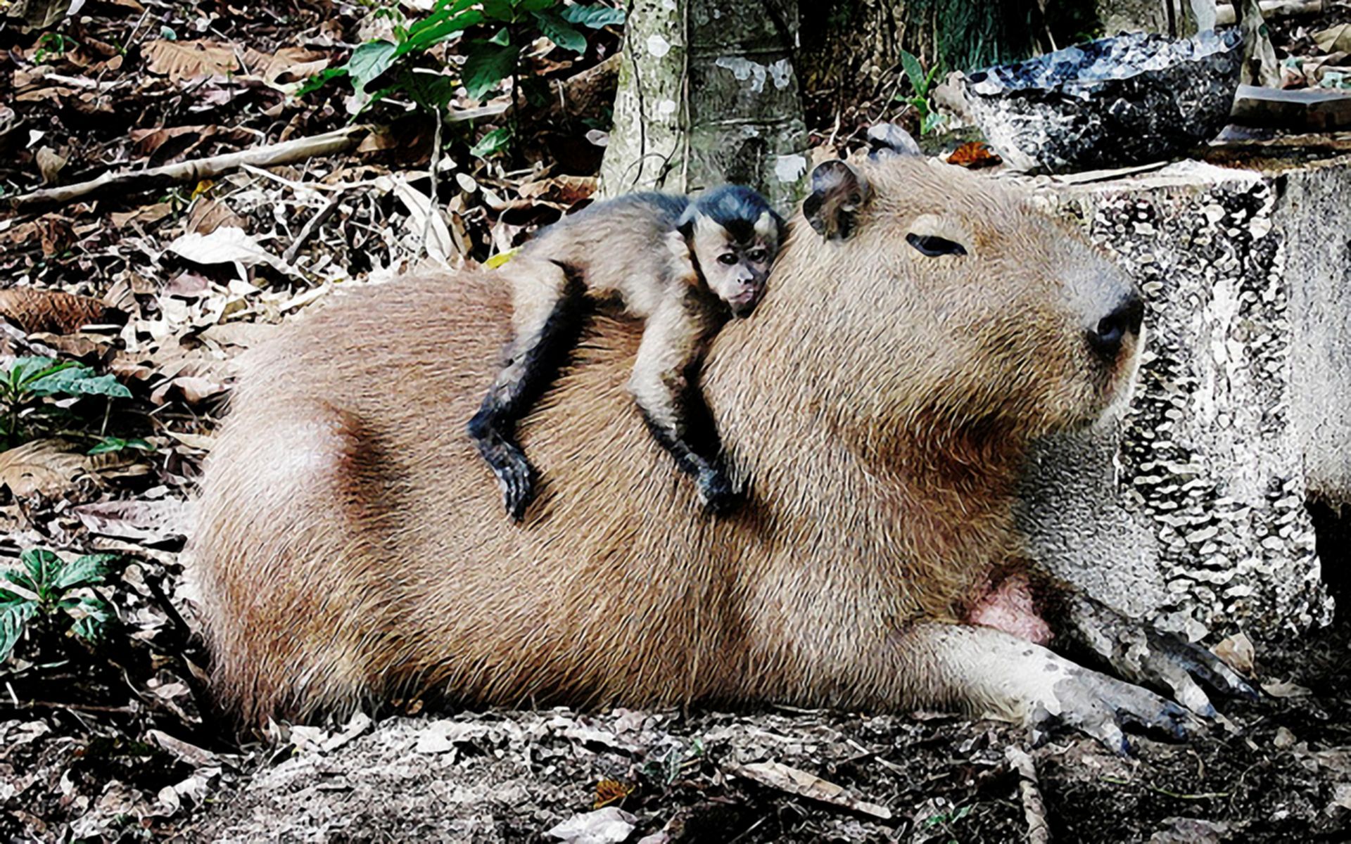 Download Free Capybara Wallpaper Discover more Animal Capybara Cute  Capybara Lake Rodent wallpaper in 2023  Capybara Capybara pet  Australia animals