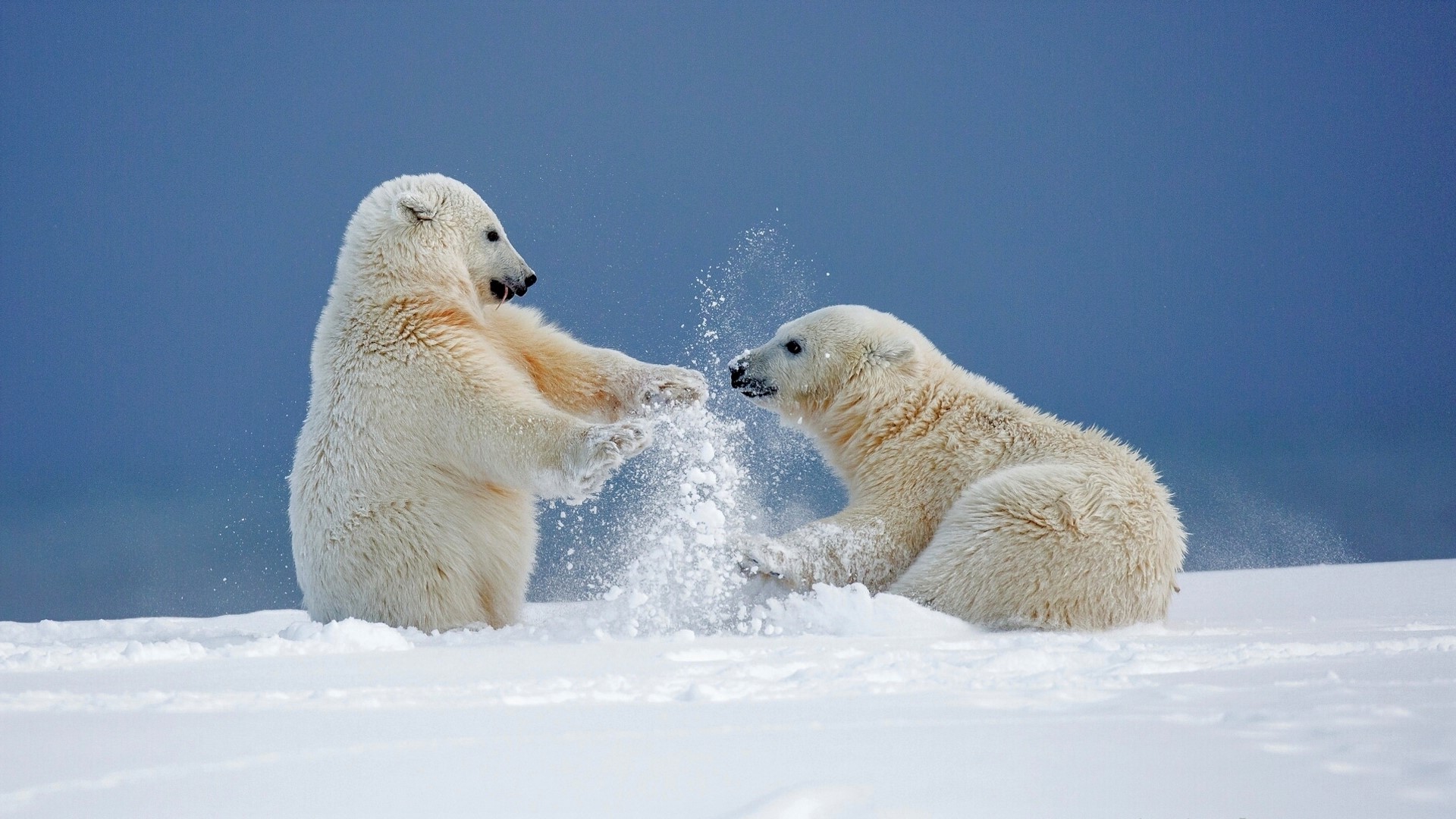 snow, animal, polar bear, cute, playing, winter, bears