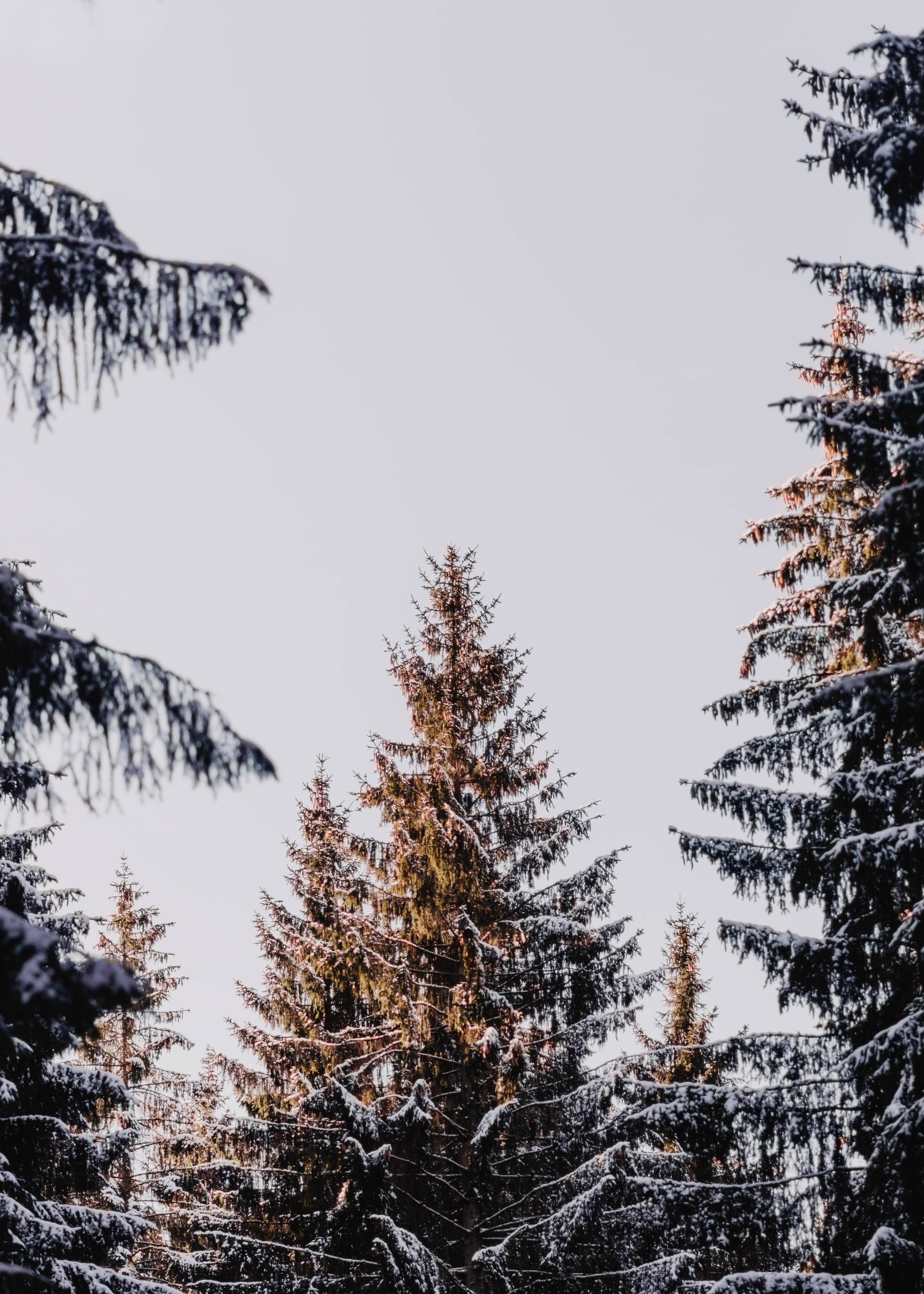 139616 Hintergrundbild herunterladen natur, bäume, nadelbäume, nadel, schneebedeckt, schneebedeckten, lärche - Bildschirmschoner und Bilder kostenlos