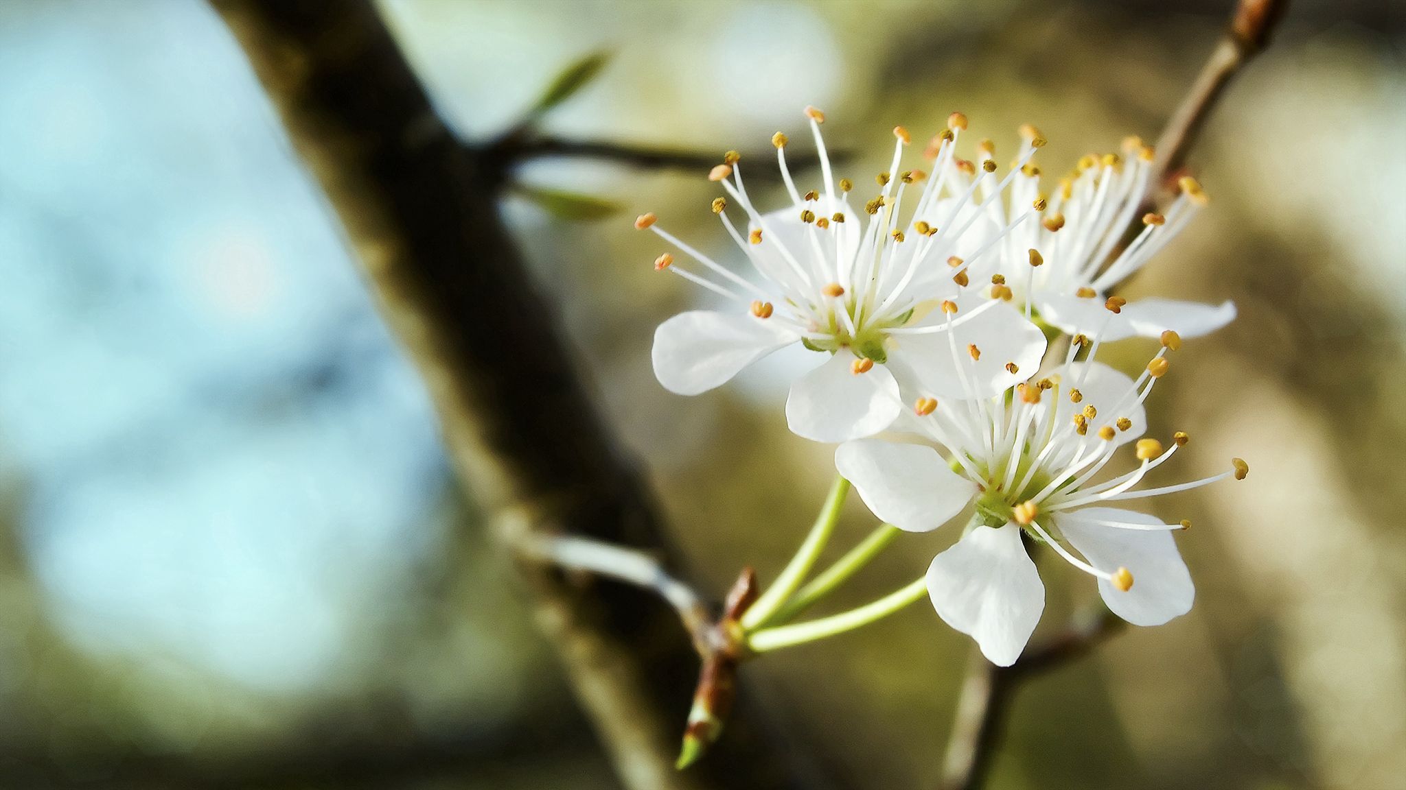 Free download wallpaper Flowers, Bloom, Flowering, Branch, Snow White, Trio, Spring on your PC desktop
