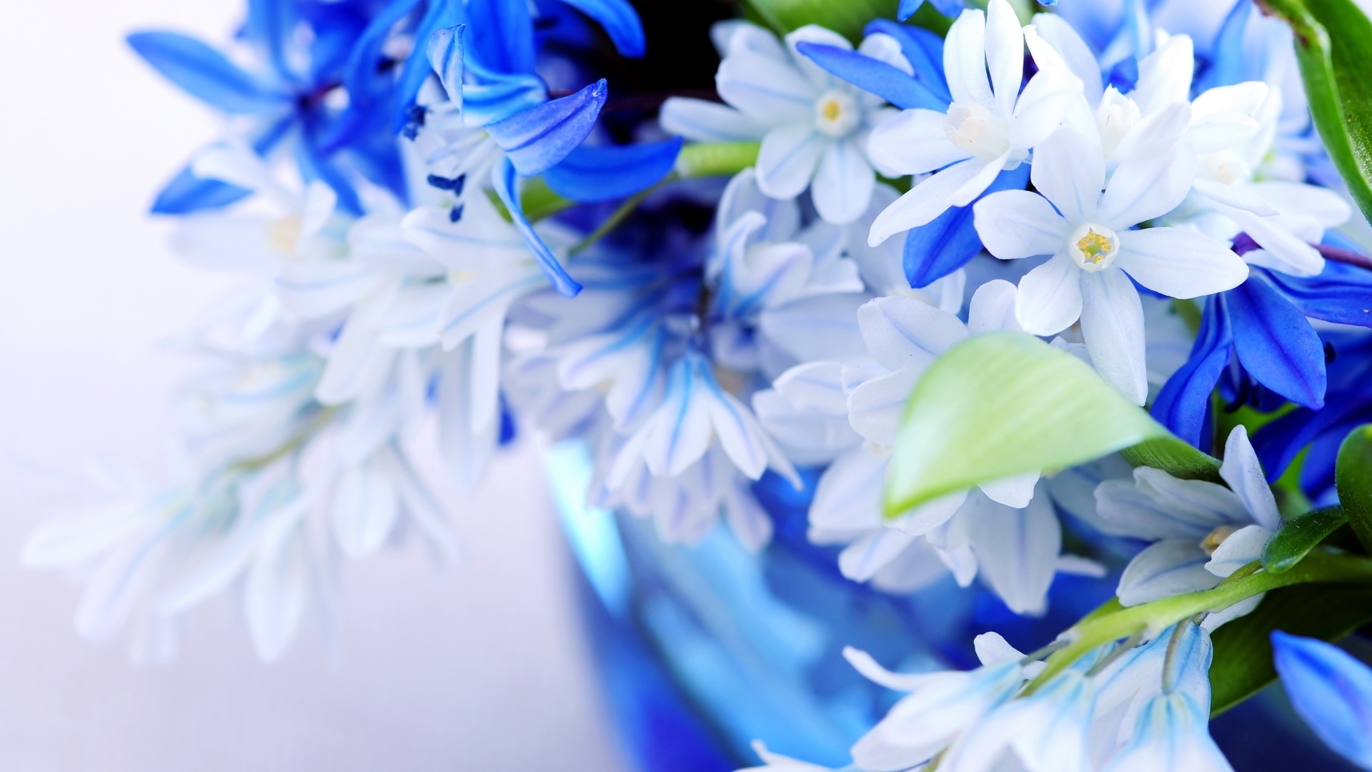Картинки бело синие цветы