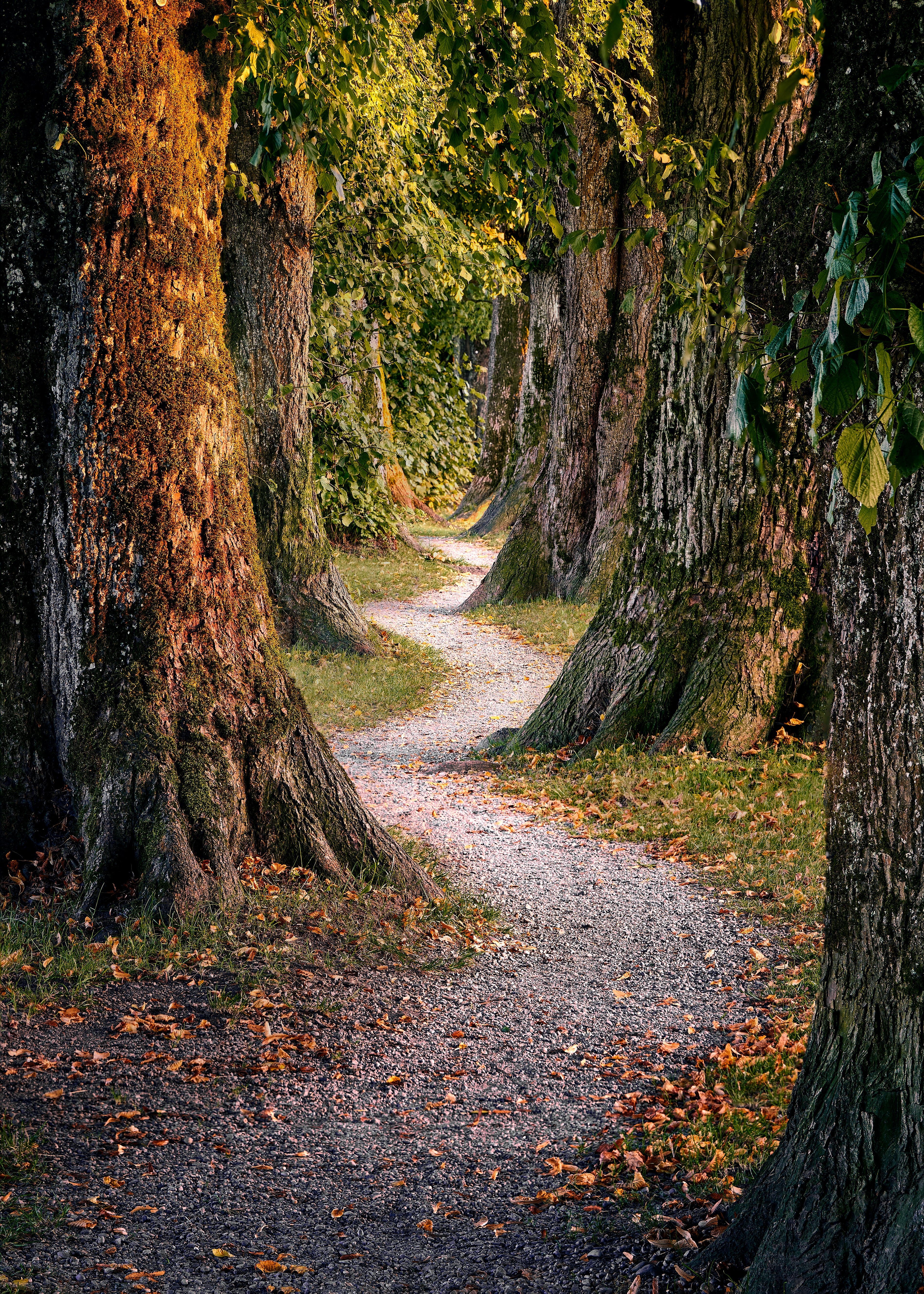 Download mobile wallpaper Trees, Path, Forest, Nature for free.