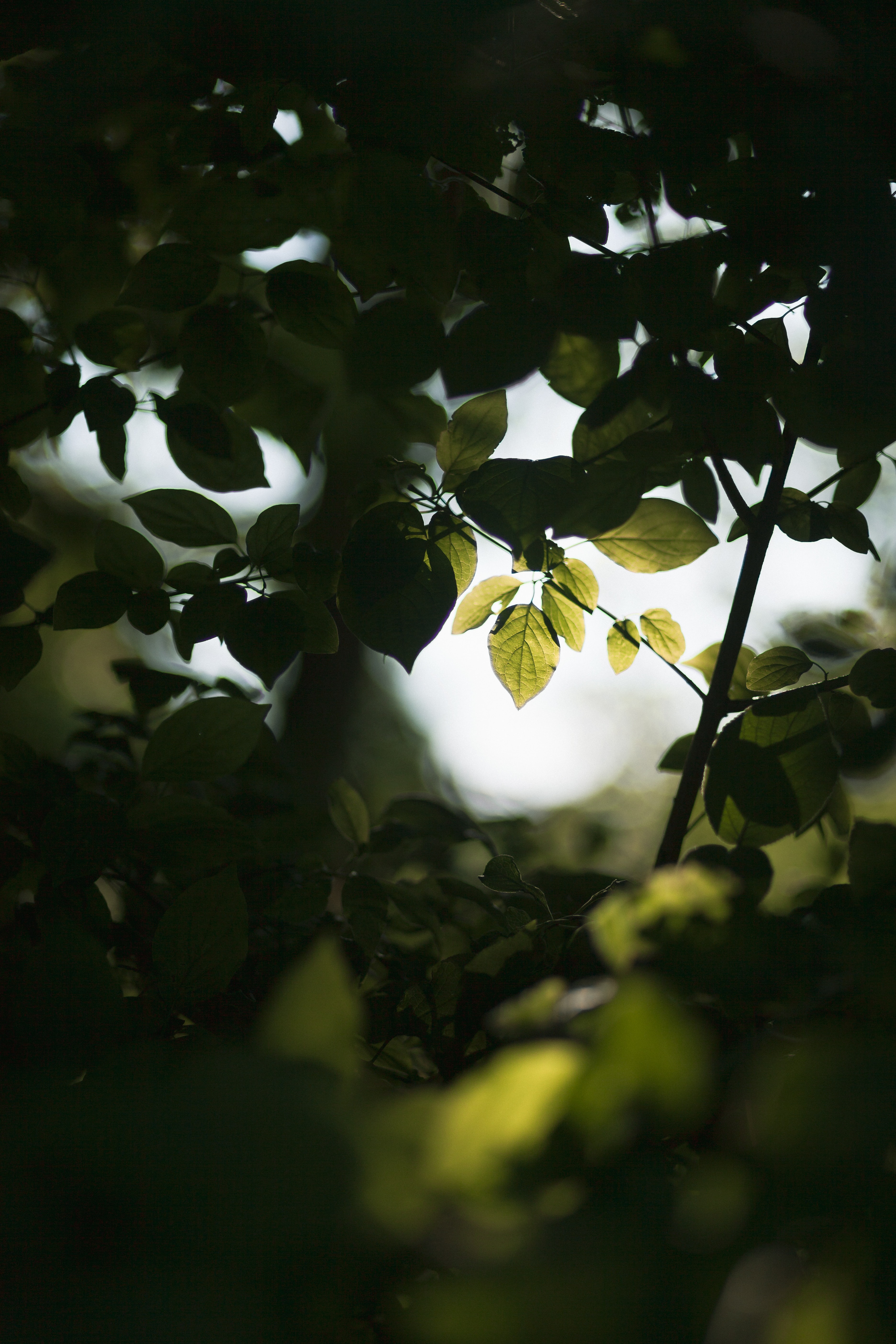 Laden Sie das Natur, Blätter, Geäst, Zweige, Strahl, Ray-Bild kostenlos auf Ihren PC-Desktop herunter