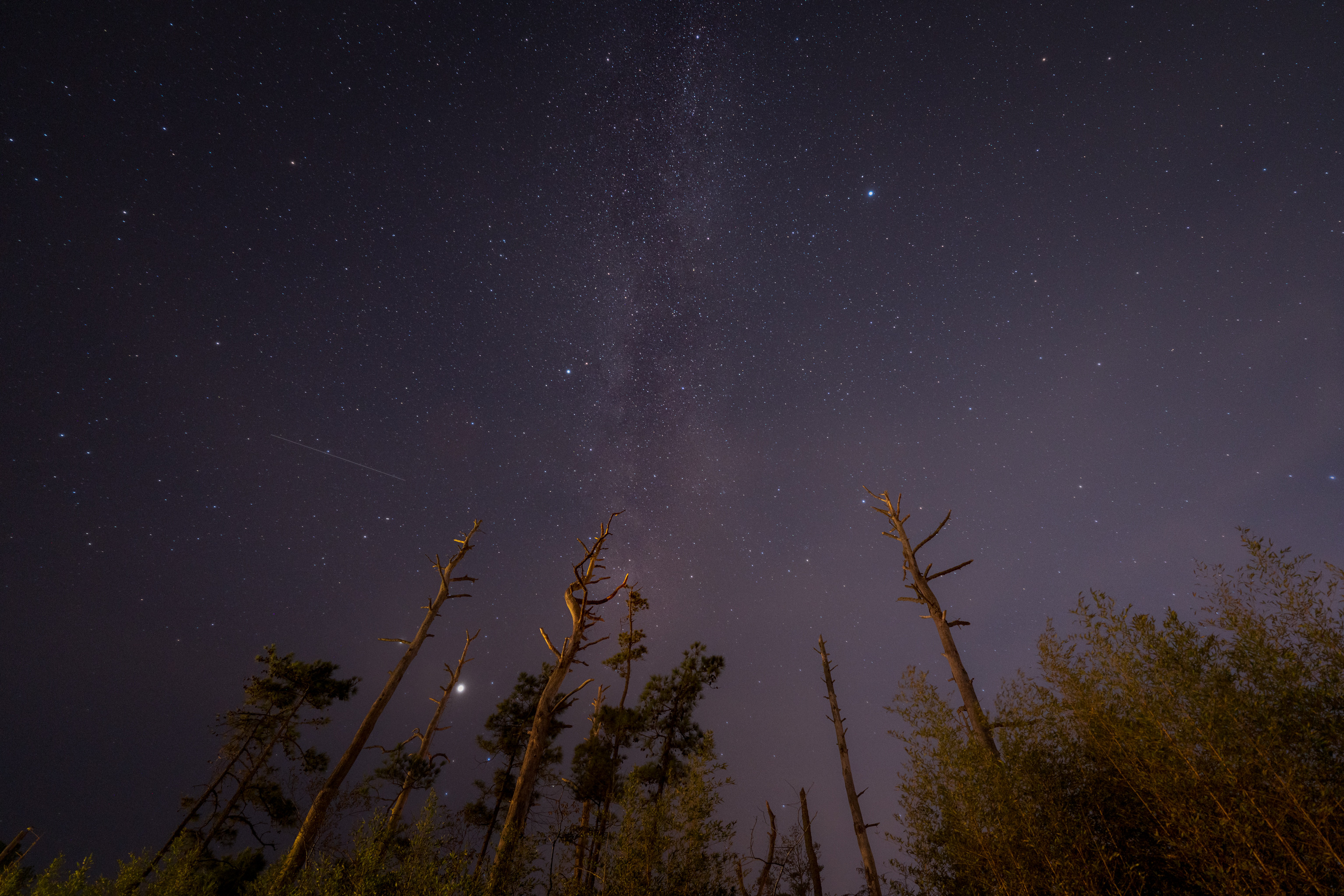79877 скачать картинку звездное небо, природа, деревья, звезды, ночь, вид снизу - обои и заставки бесплатно
