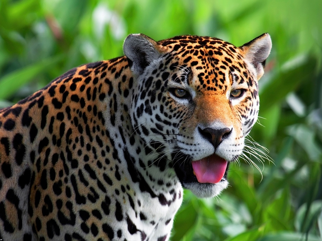 1445217 Bild herunterladen tiere, jaguar - Hintergrundbilder und Bildschirmschoner kostenlos
