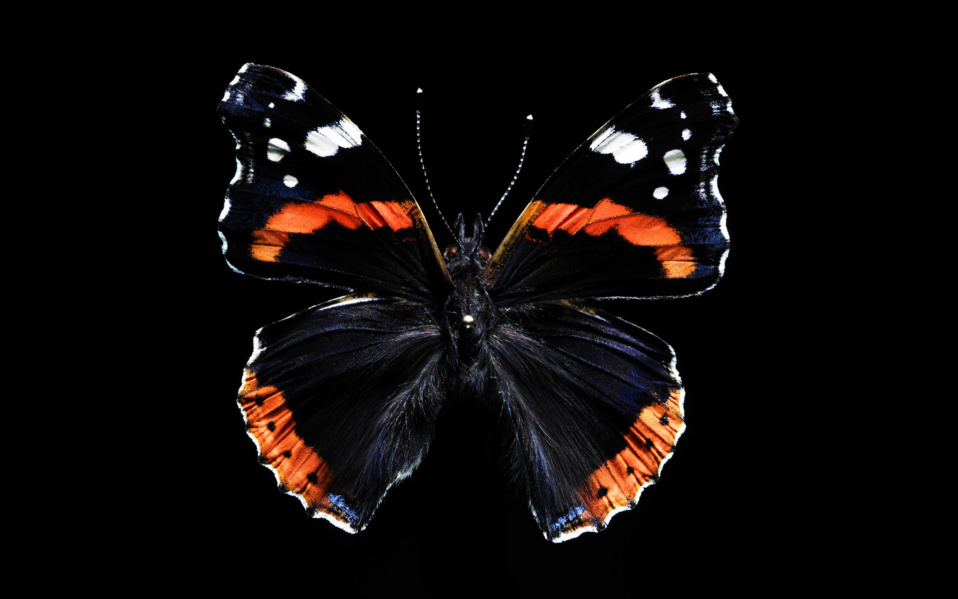 Бабочка Чернушка эфиопка
