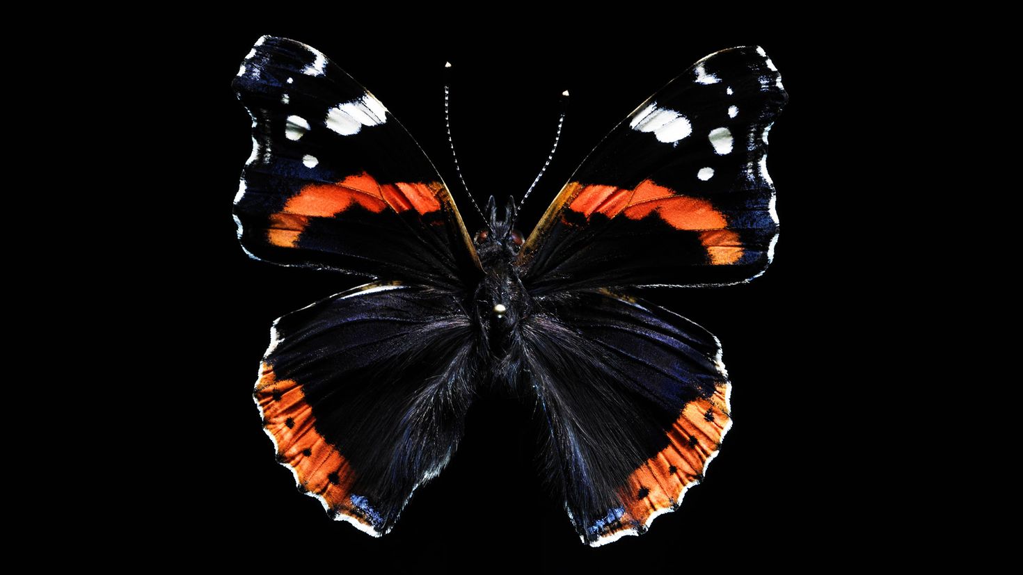 Картинки на телефон. Бабочка Чернушка эфиопка. Бабочка Монарх бабочка Адмирал. Черный Кардинал бабочка. Бабочки на черном фоне.