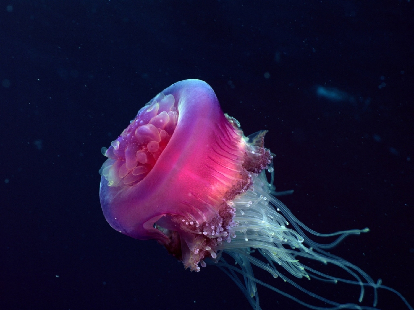 Download mobile wallpaper Jellyfish, Animals, Sea for free.