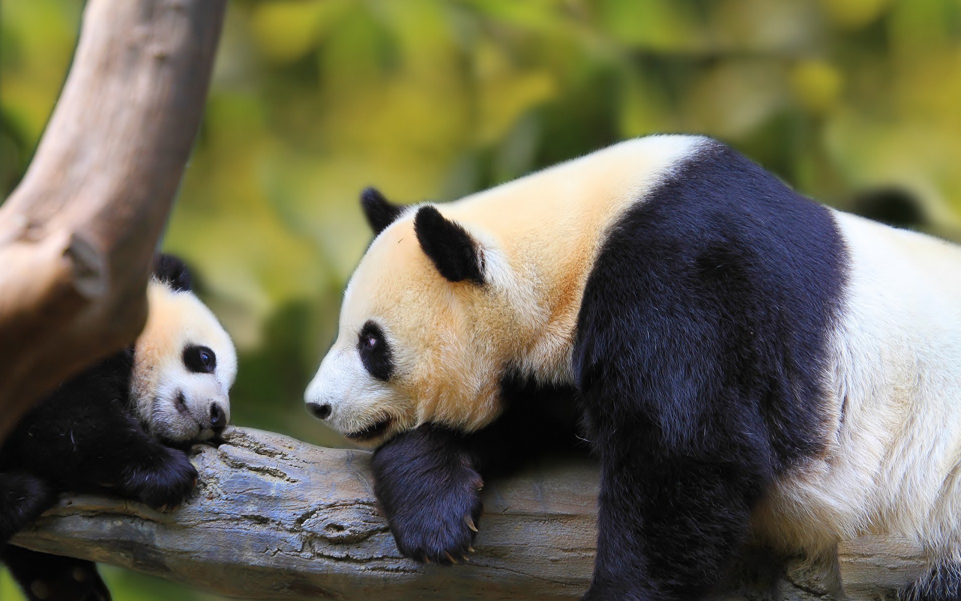 Panda  HD desktop images