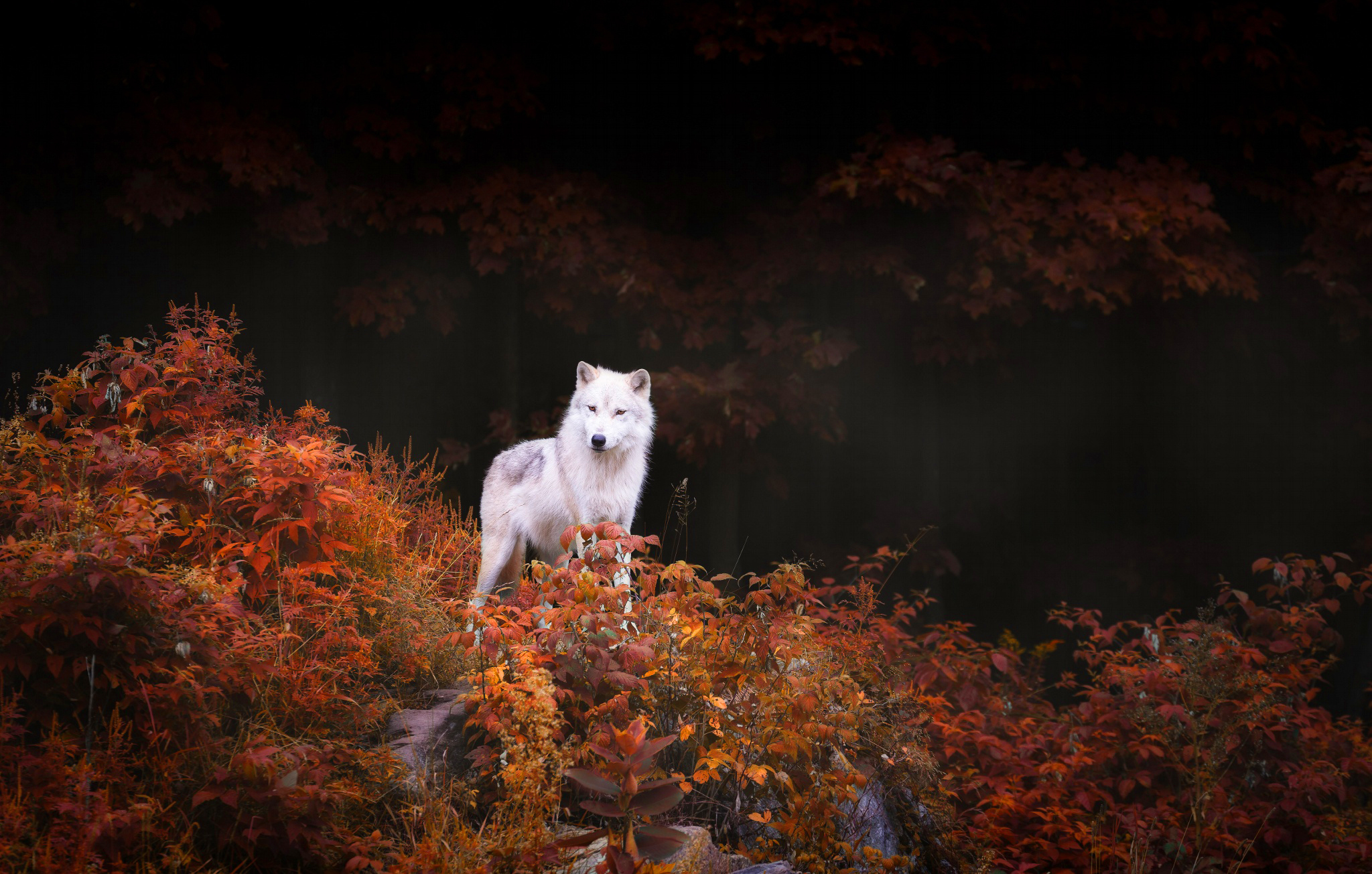Волк осенью