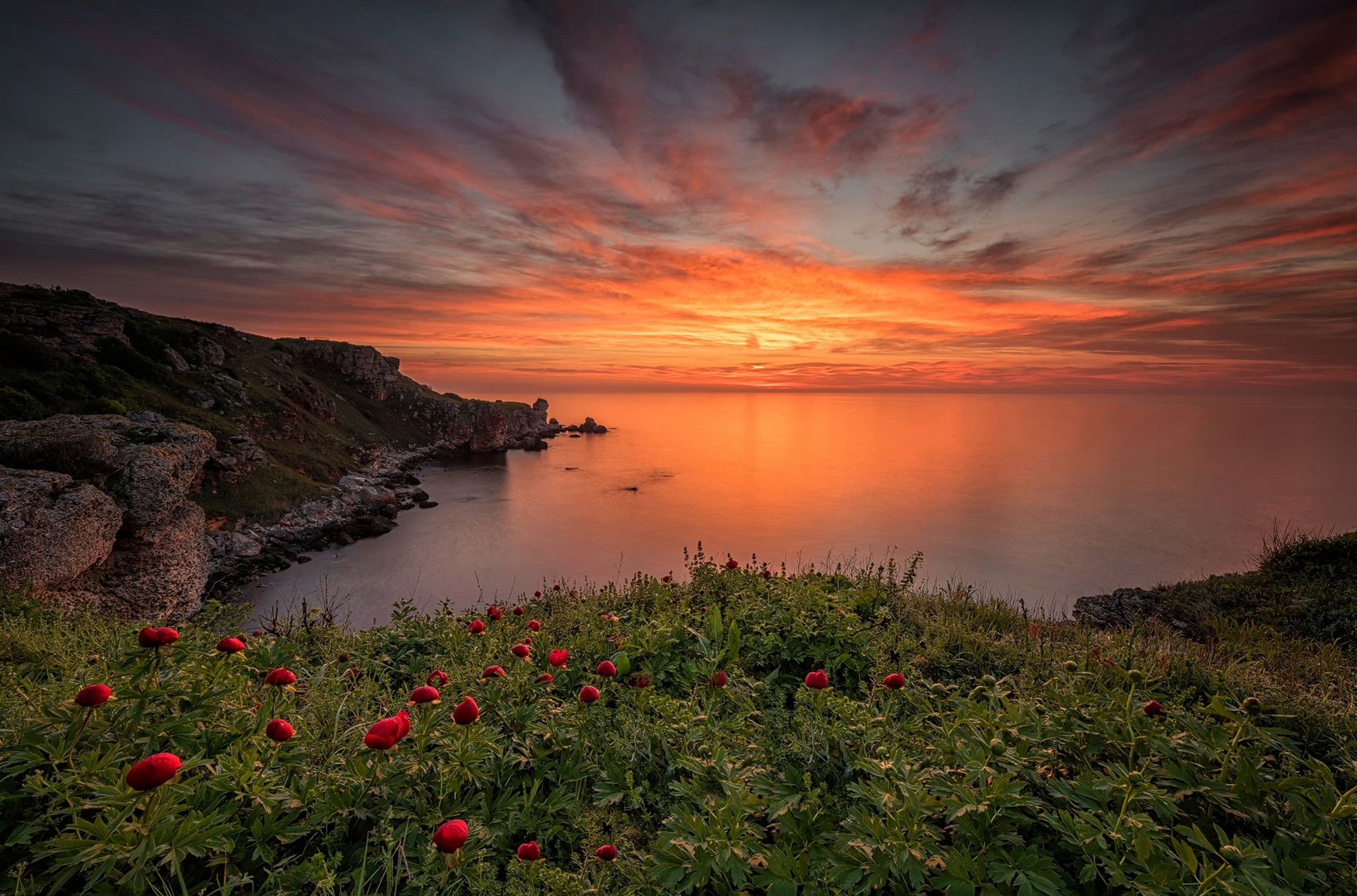 sunset, nature, earth, ocean, coast, coastline, flower, horizon, peony, red flower, sky Full HD