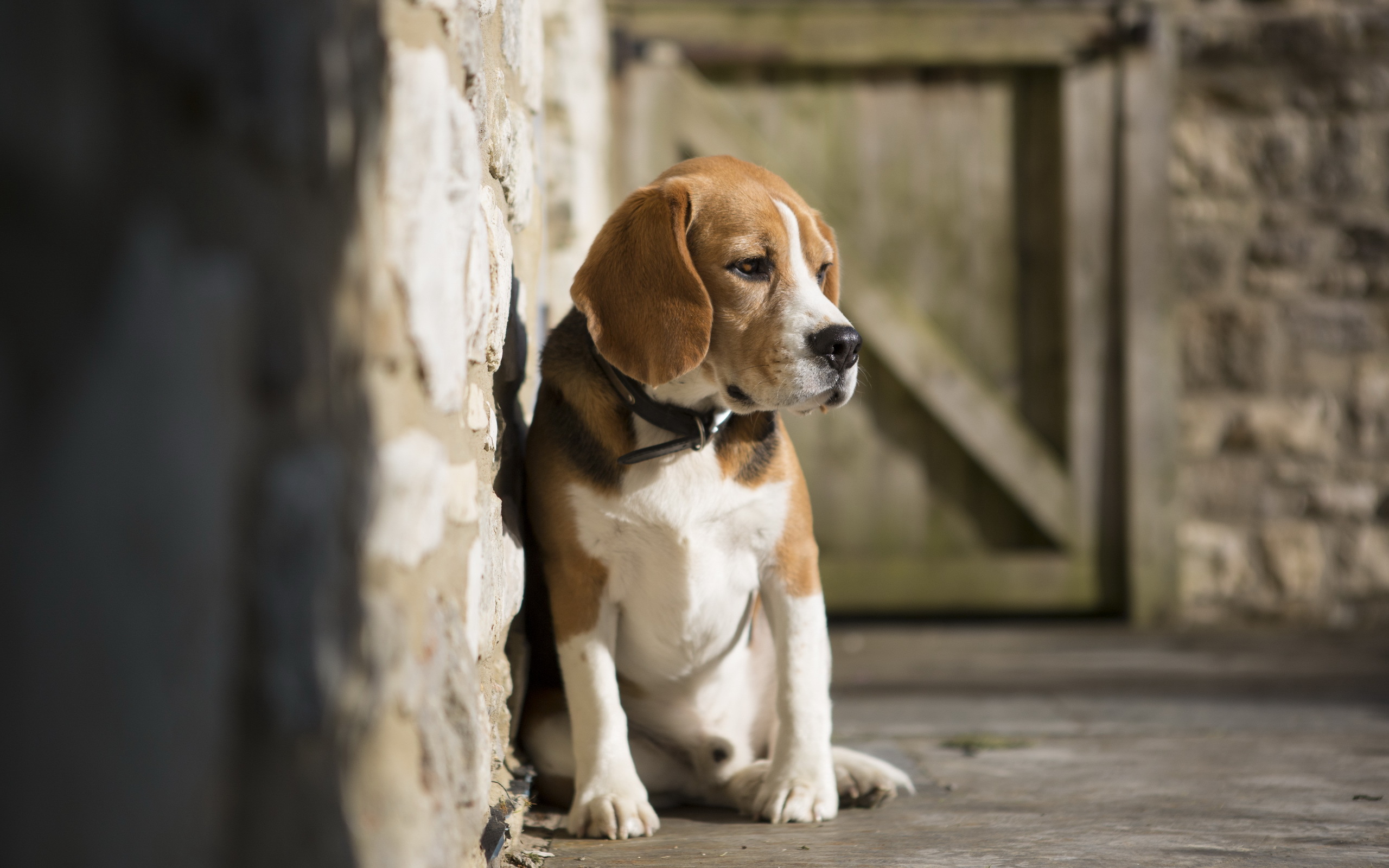 302360 télécharger l'image animaux, beagle, chiens - fonds d'écran et économiseurs d'écran gratuits