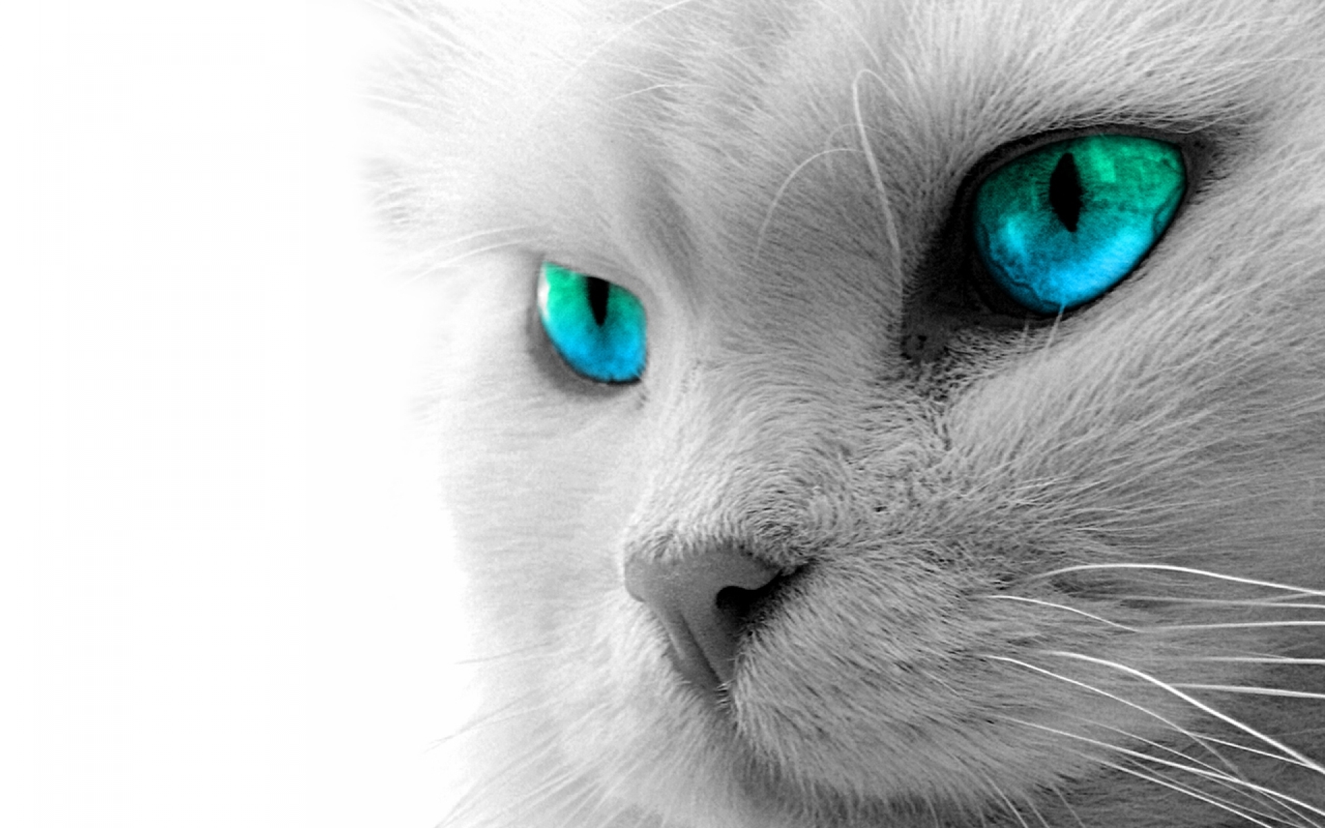 Аватарки кошки. Кошка с красивыми глазами. Котик с голубыми глазами. Белая кошка с голубыми глазами. Глаза кошки.