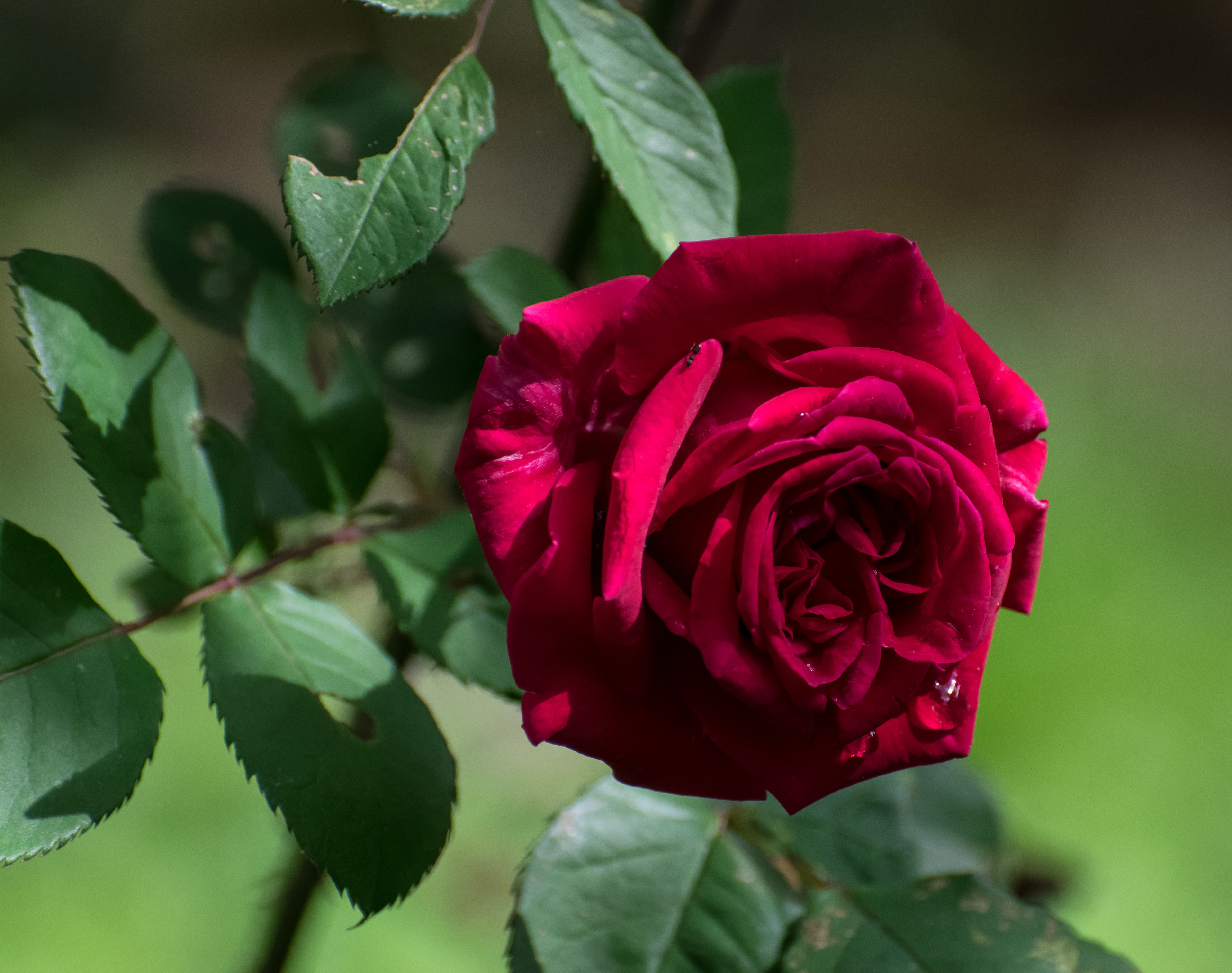 Бордовая листва у розы