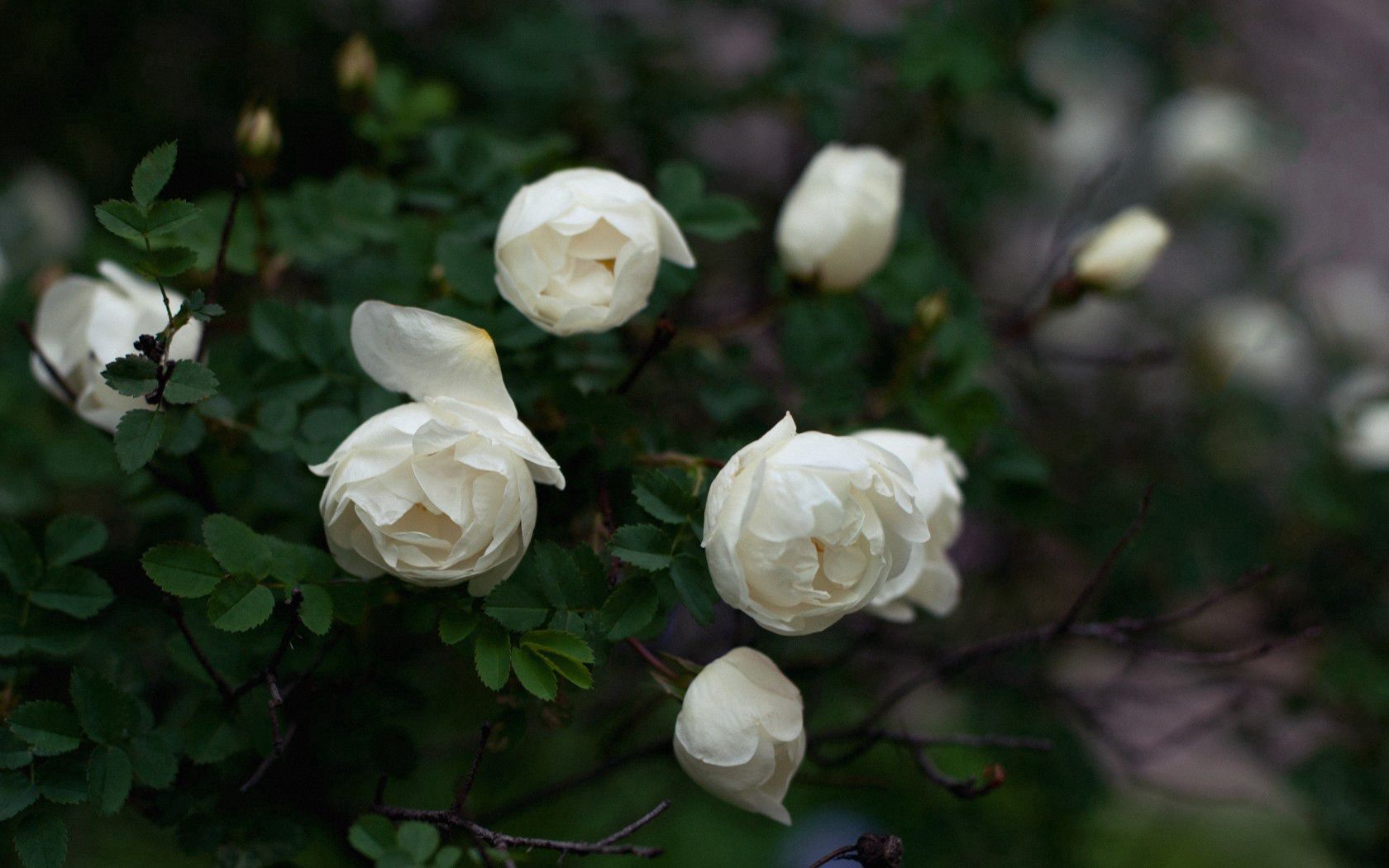 buds, branches, flowers, roses, white, petals