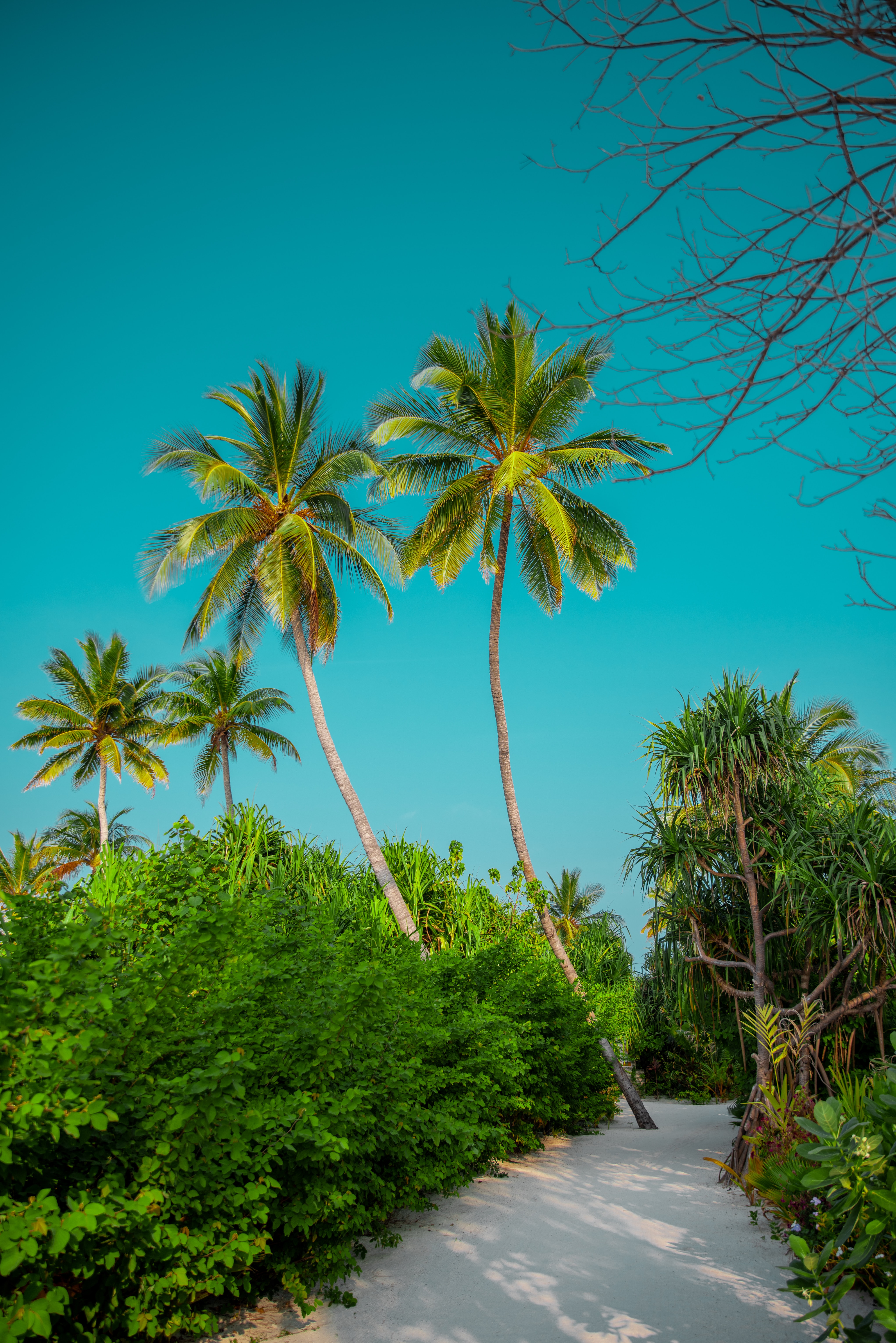 summer, tropics, nature, palms, bush, path phone wallpaper