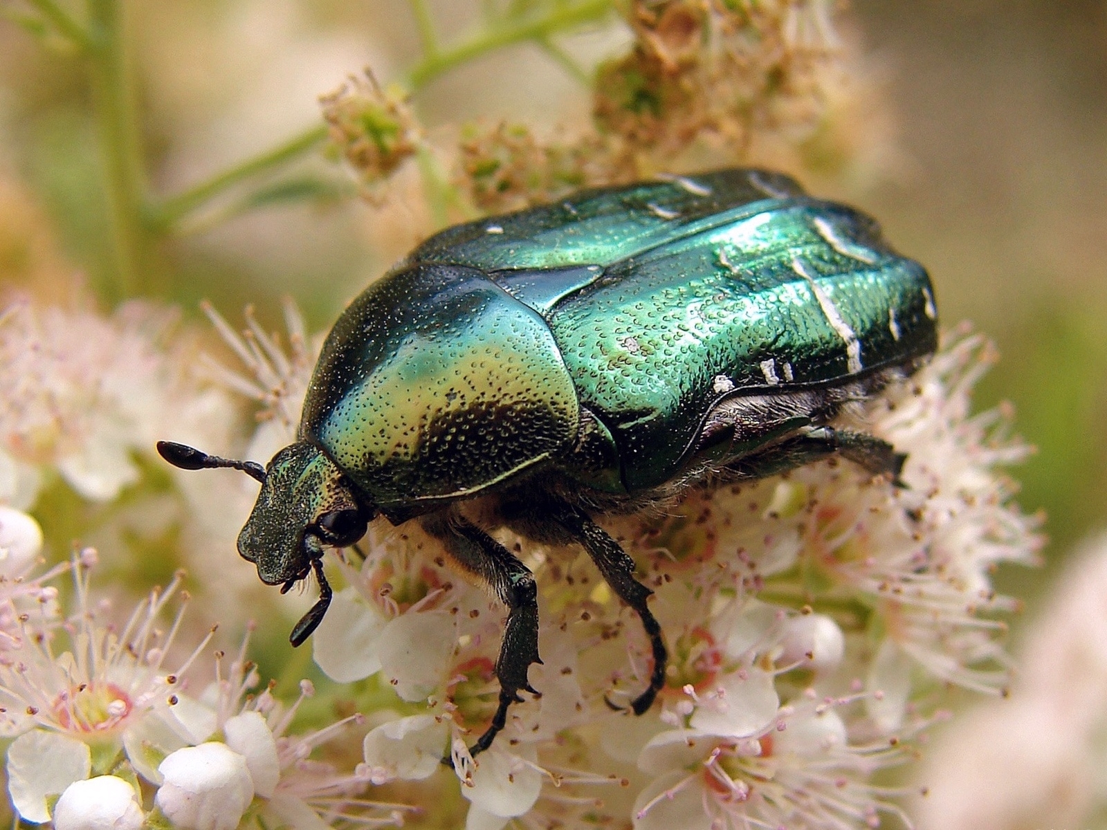animal, beetle, beatle Smartphone Background