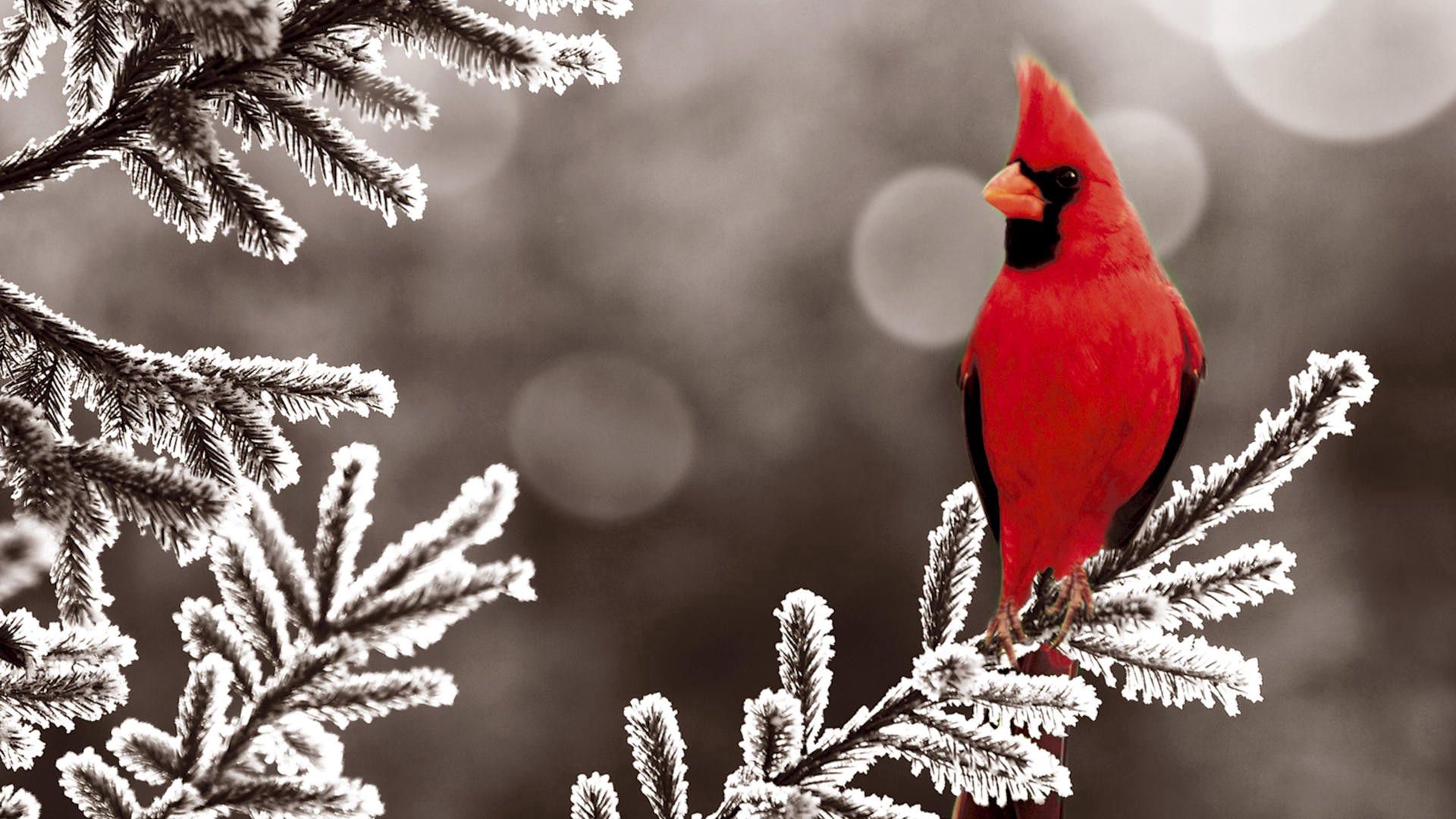 107390 завантажити картинку тварини, сніг, птах, гілка, червоний кардинал - шпалери і заставки безкоштовно