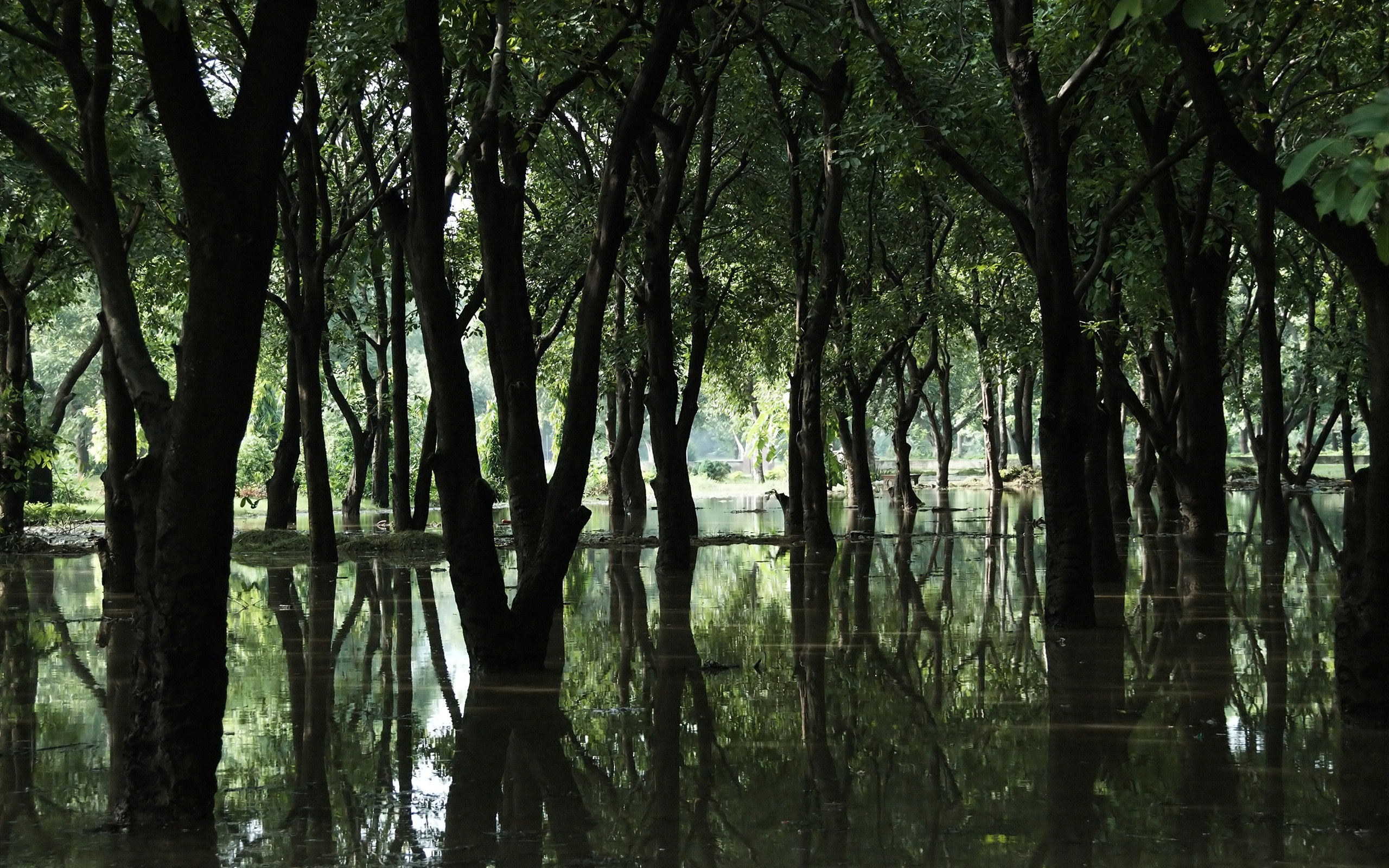 Лес затопленный водой. Деревья на болоте. Дерево у воды. Затопленный лес. Болото в лесу.