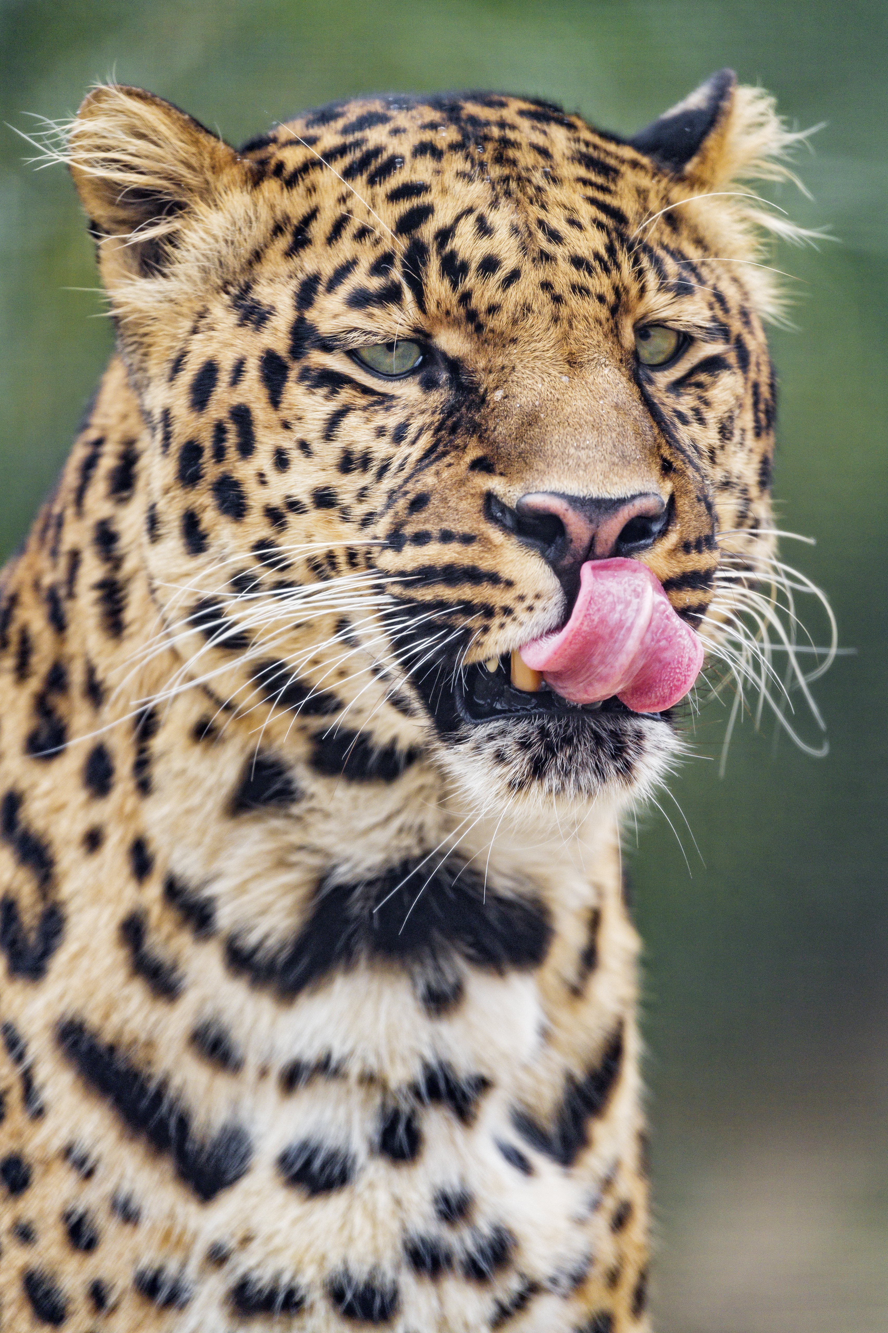 151786 Hintergrundbild herunterladen tiere, leopard, raubtier, predator, große katze, big cat, hervorstehende zunge, zunge herausgeklemmt - Bildschirmschoner und Bilder kostenlos
