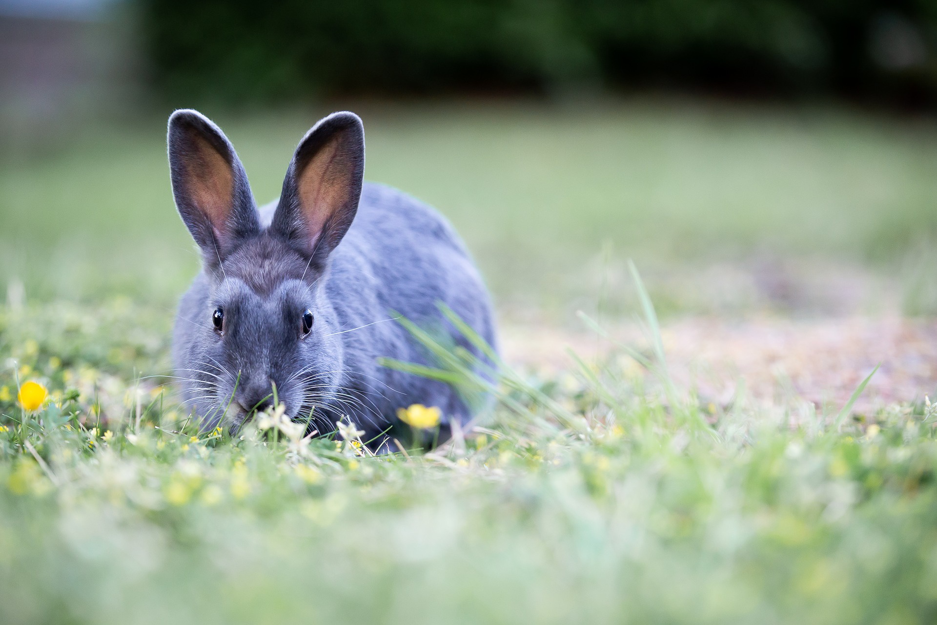 Mine rabbit. Кролик. Кролик в траве. Кролик обои. Маленькие кролики.