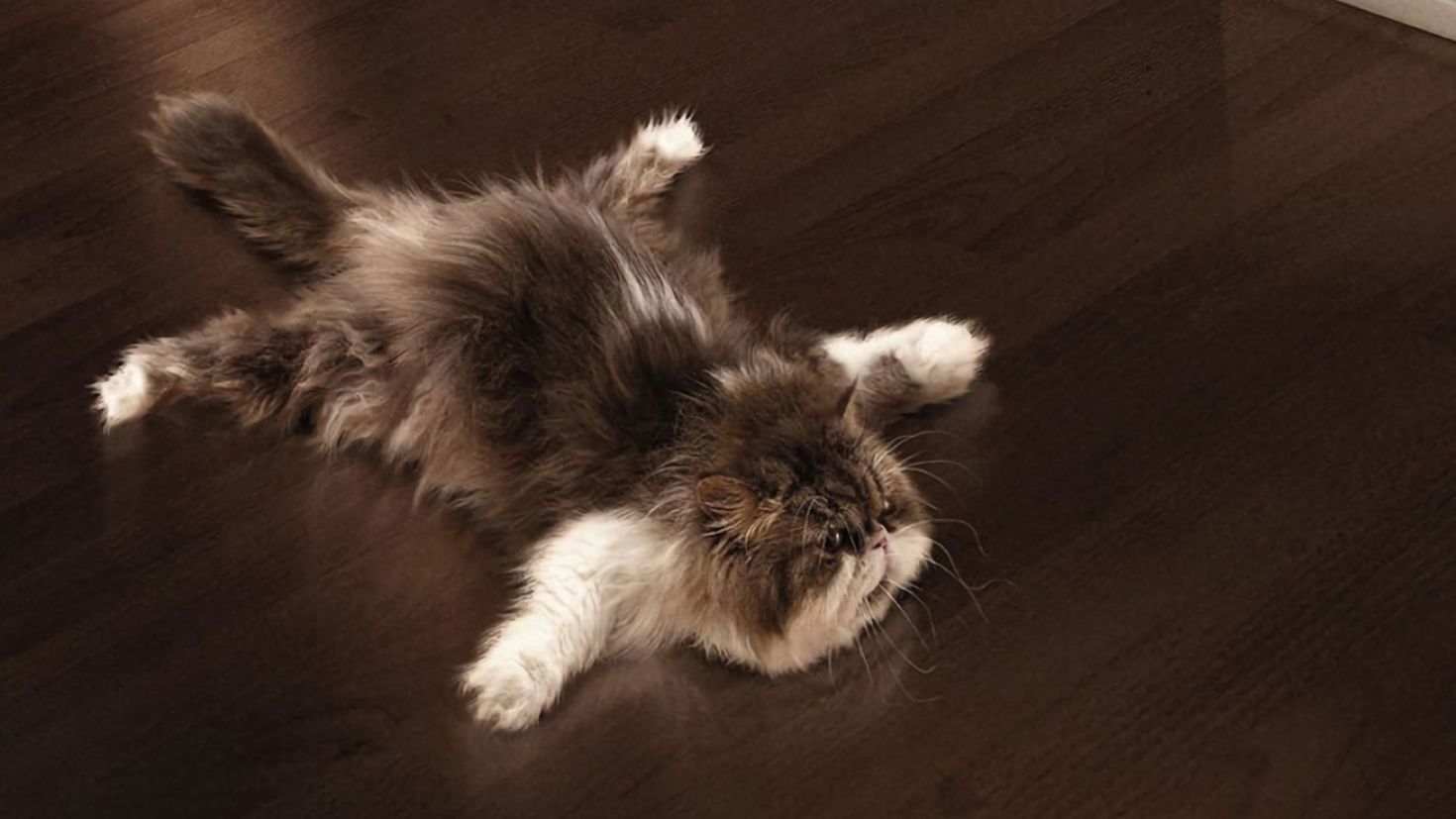 Хочу лапку. Кот распластался. Кот валяется на полу. Кот на ламинате. Кот лежит на полу.